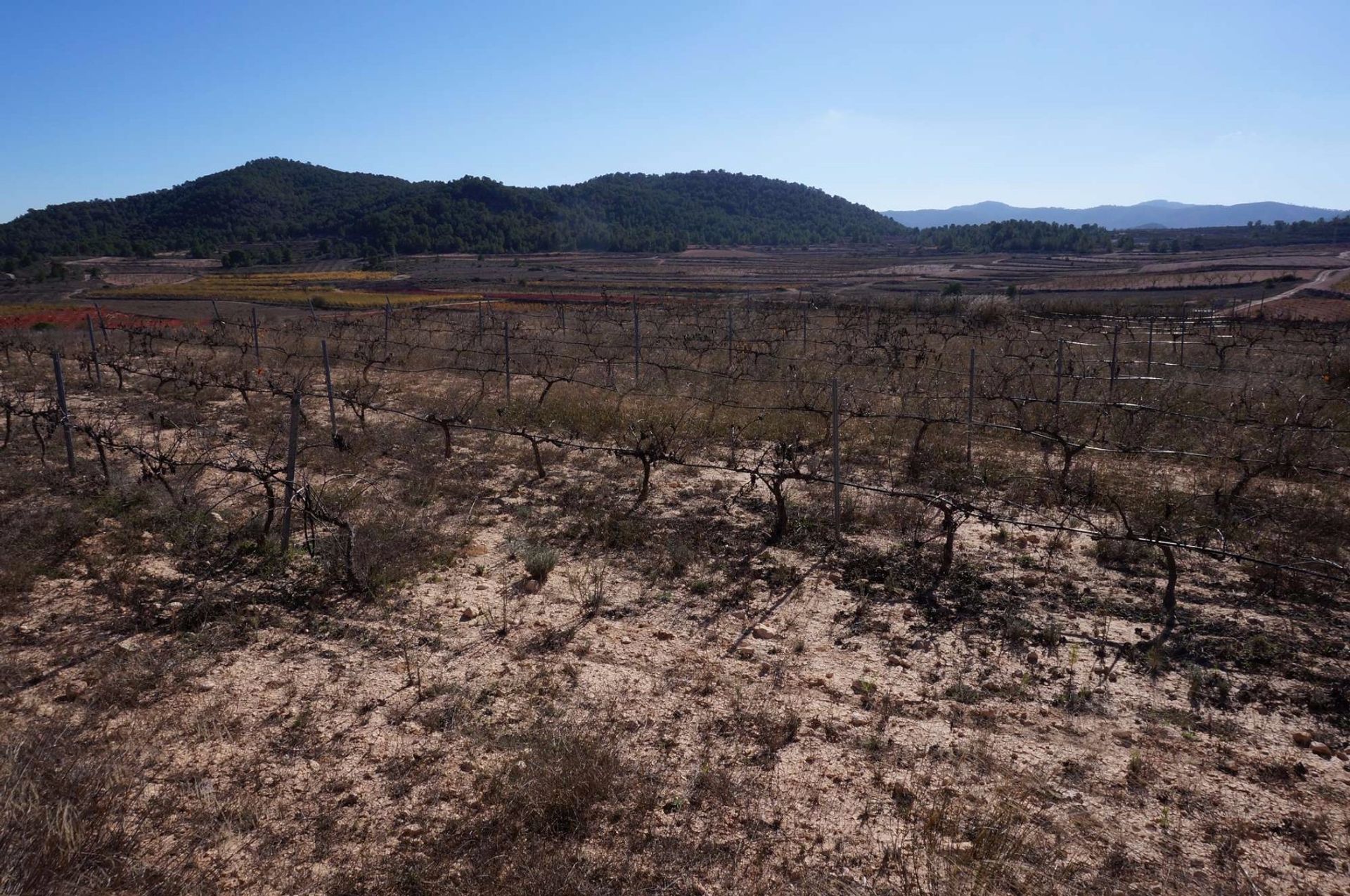 Tierra en Pinoso, Comunidad Valenciana 10724888