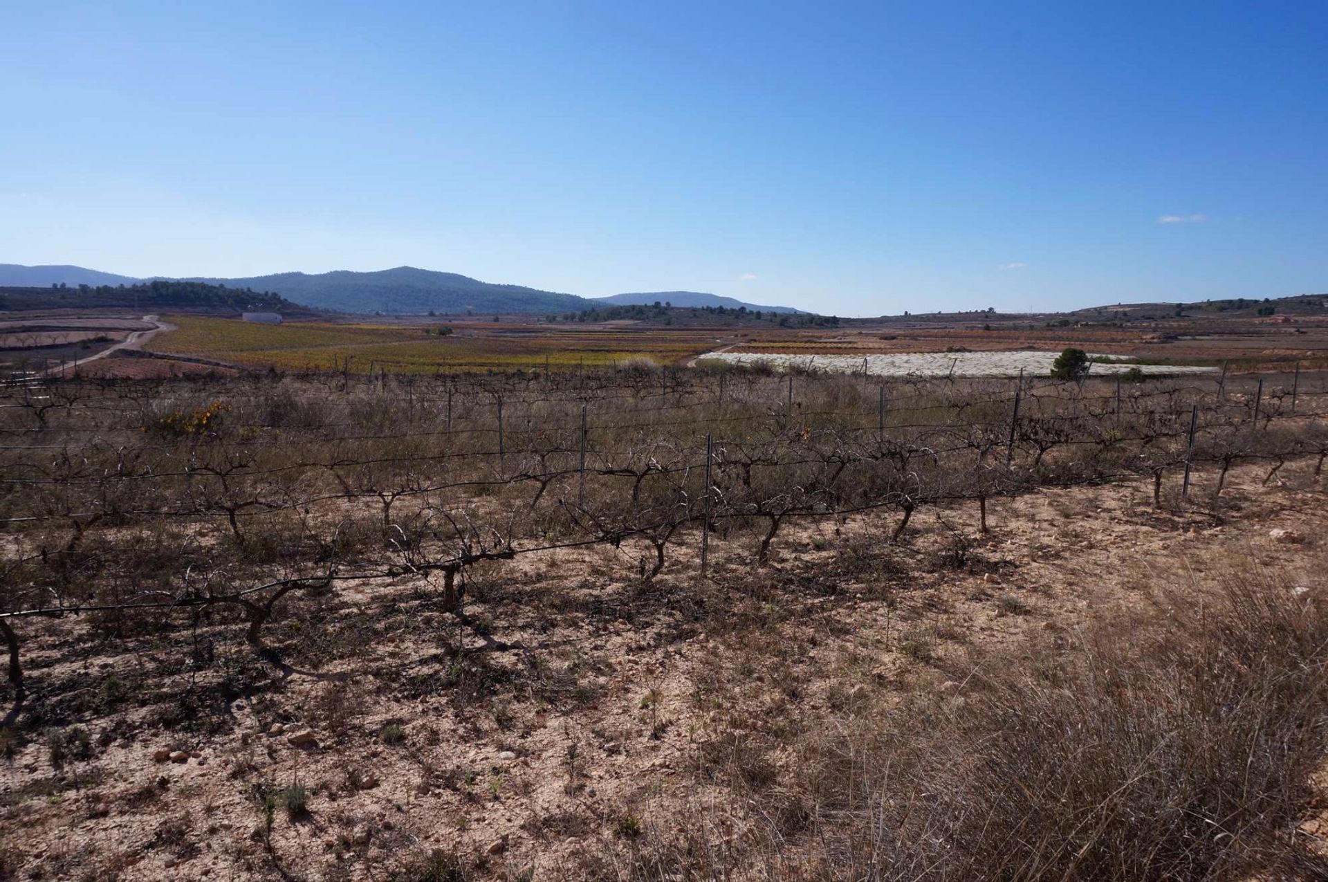 Tierra en Pinoso, Comunidad Valenciana 10724888