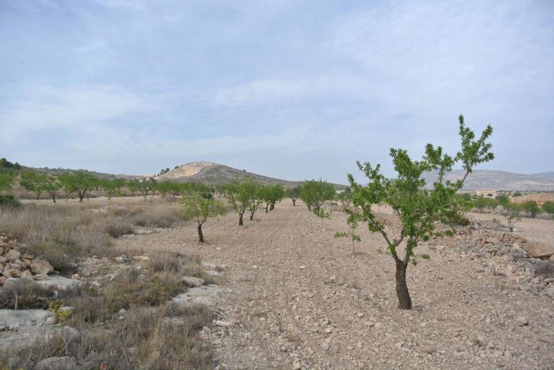 土地 在 Jumilla, Región de Murcia 10724890