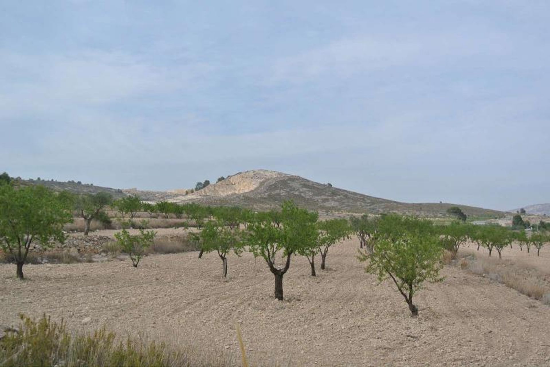 土地 在 Jumilla, Región de Murcia 10724890