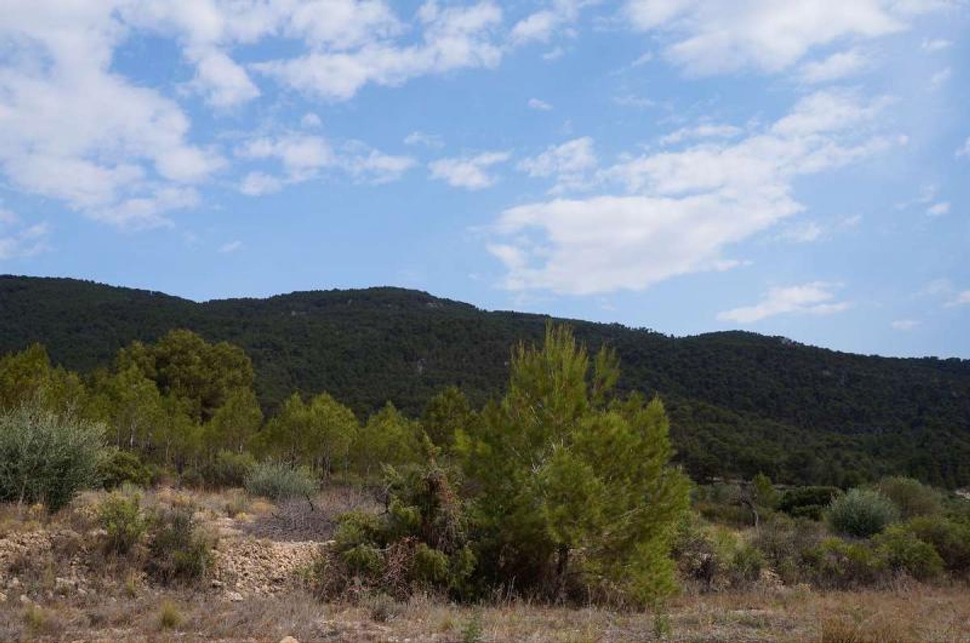 Terre dans Yecla, Región de Murcia 10724892