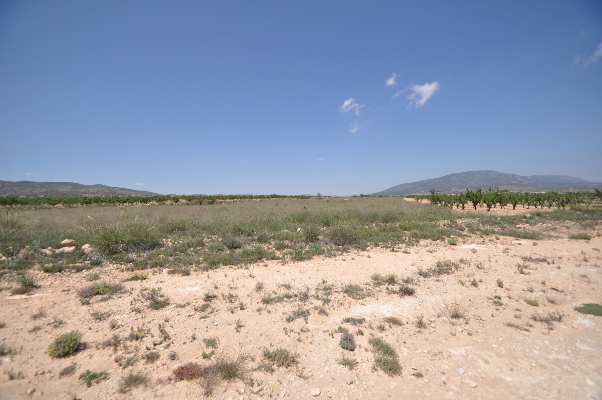 Land in Pinoso, Valencia 10725037