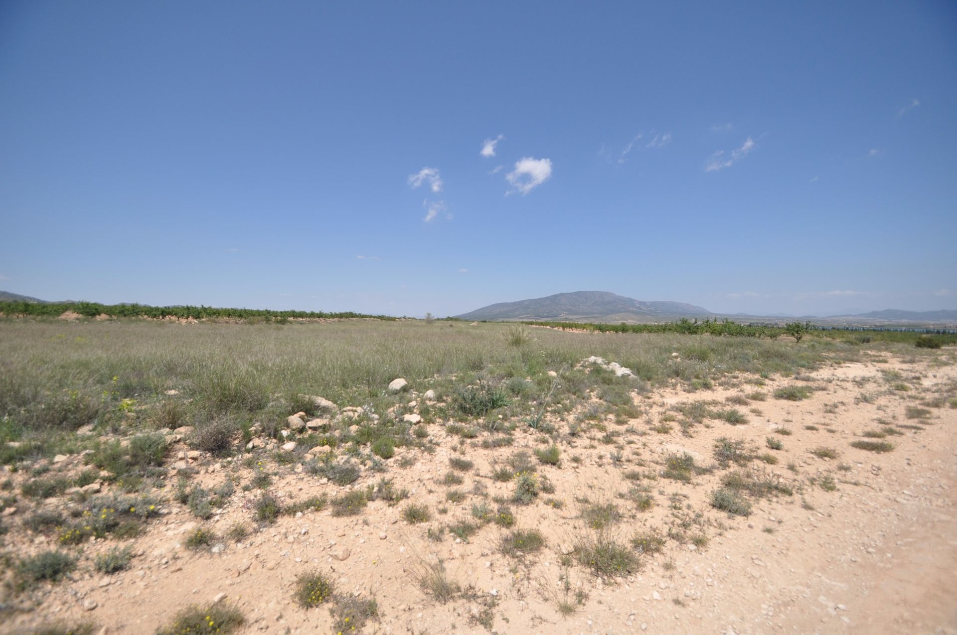 Land in Pinoso, Valencia 10725037