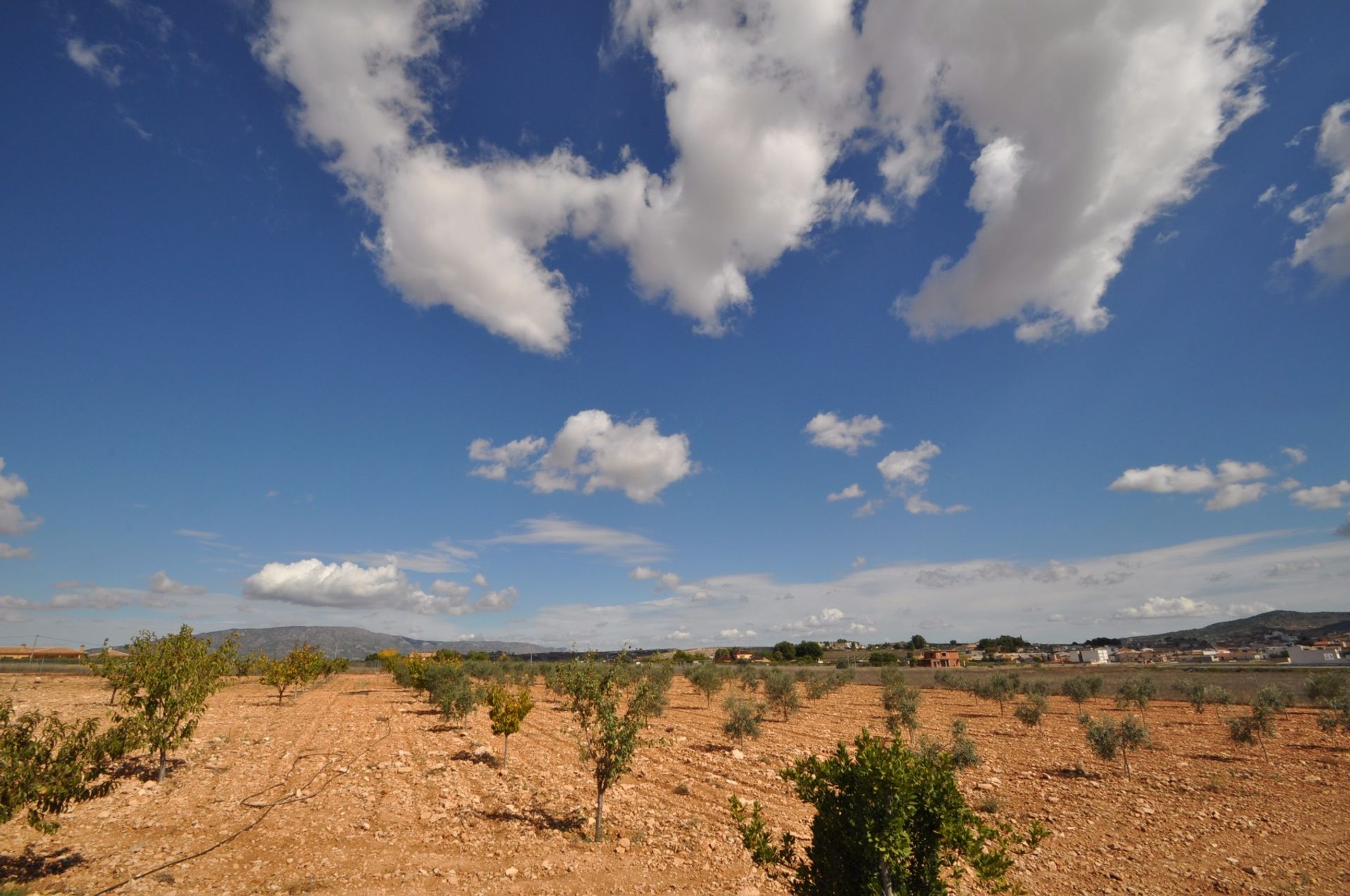 Tanah di Pinoso, Comunidad Valenciana 10725051