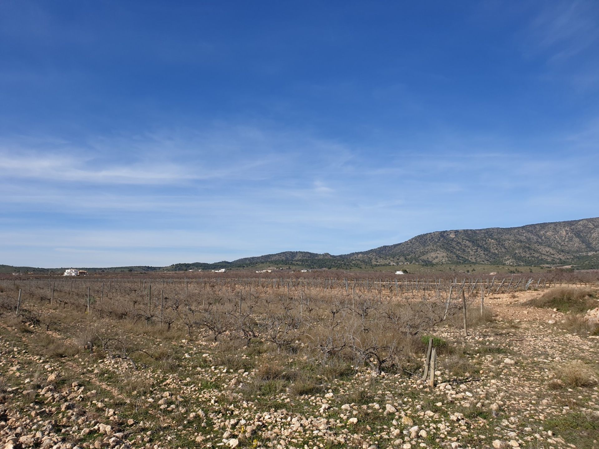 Tanah di Pinoso, Valencia 10725207