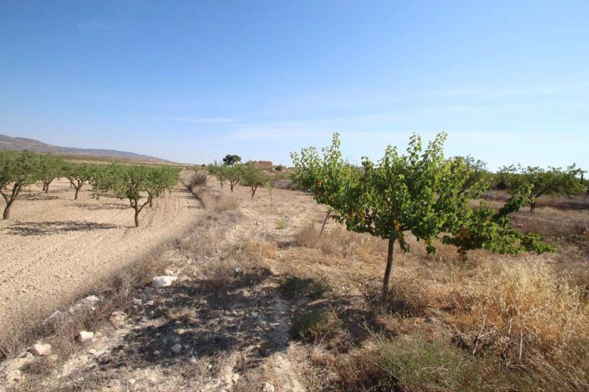 casa en Pinoso, Comunidad Valenciana 10725409