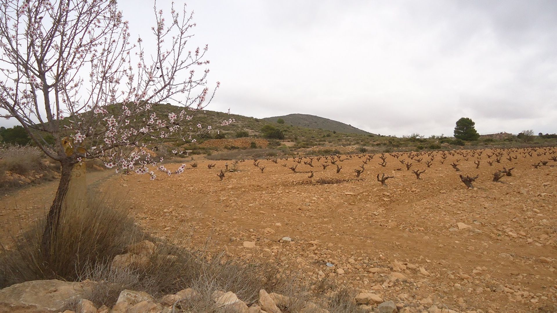 Земельные участки в Pinoso, Comunidad Valenciana 10725478