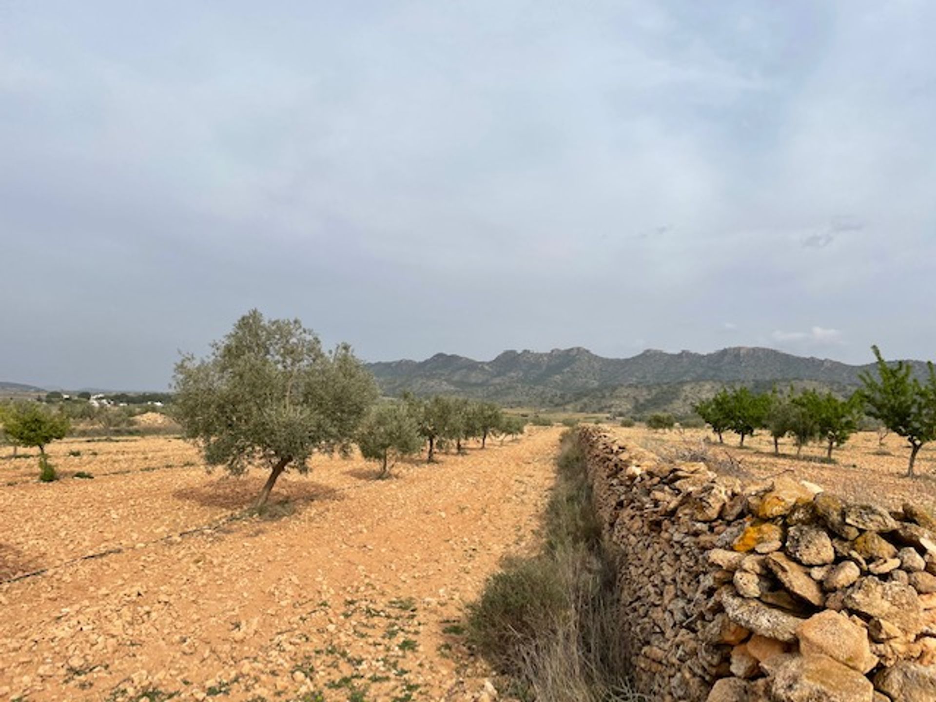 土地 在 Yecla, Región de Murcia 10725479