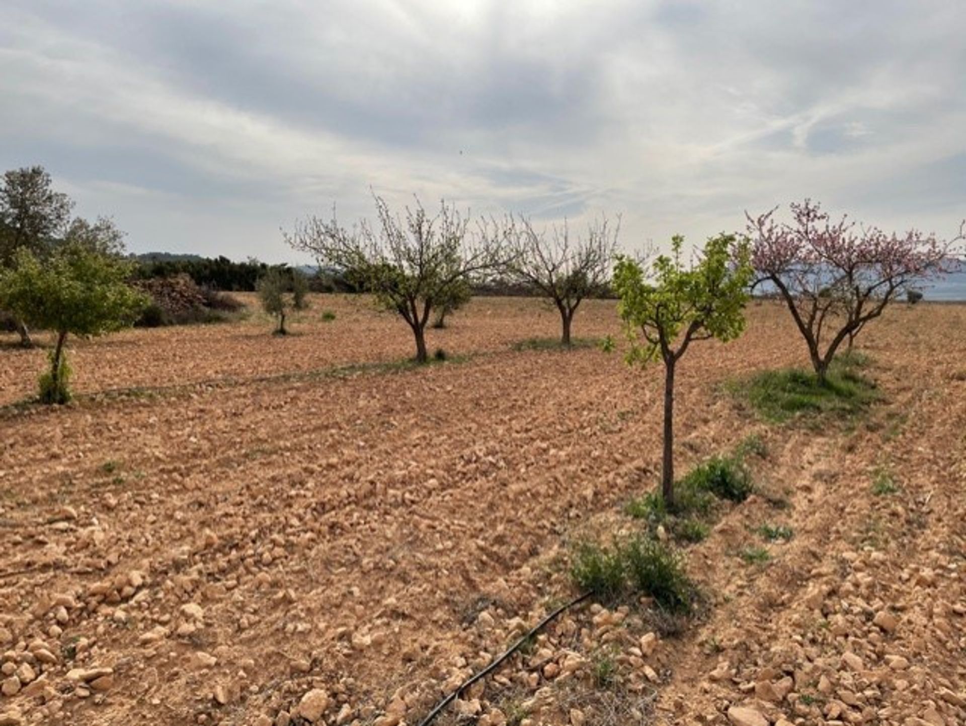 土地 在 Yecla, Región de Murcia 10725479