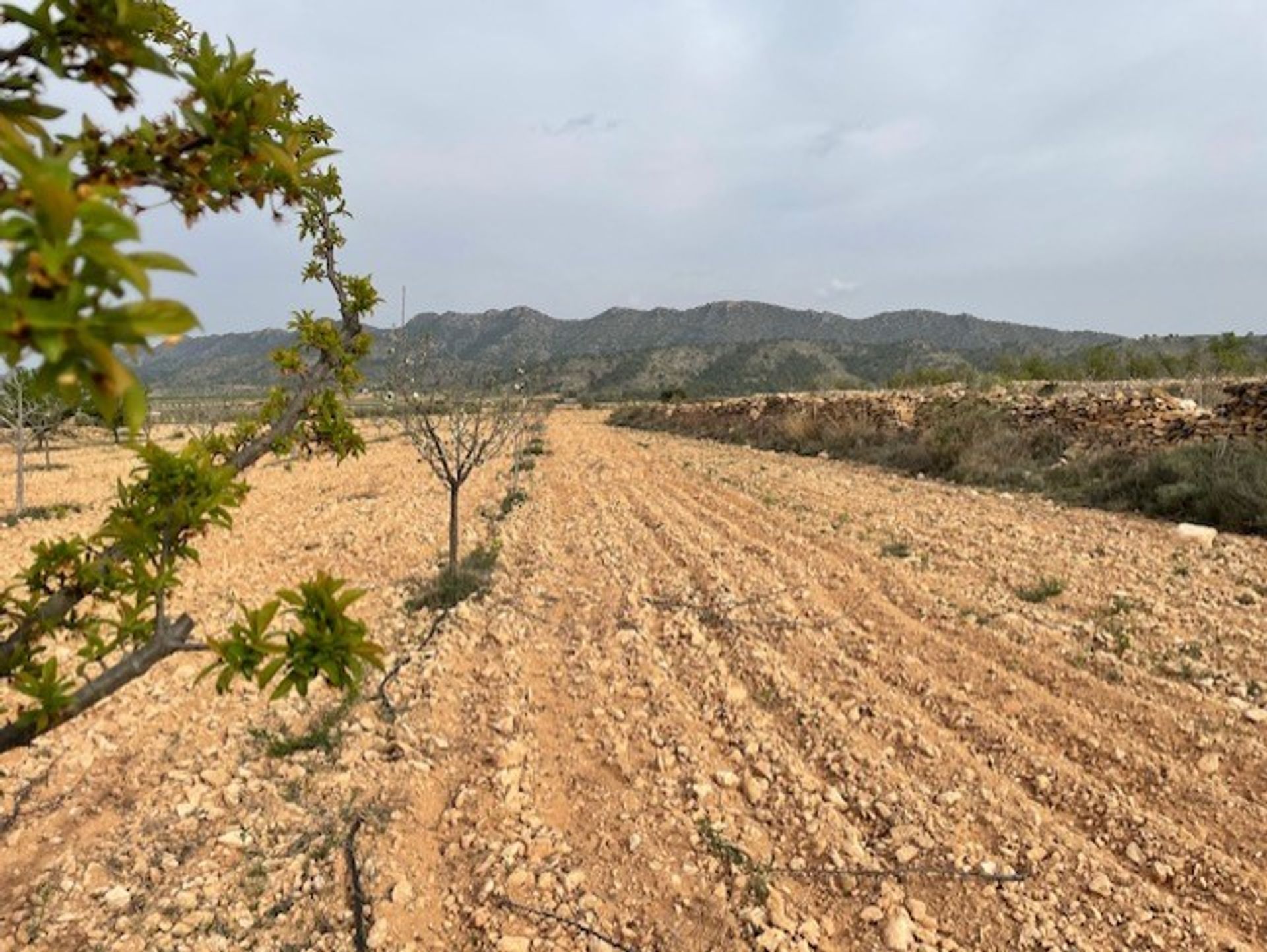 土地 在 Yecla, Región de Murcia 10725479