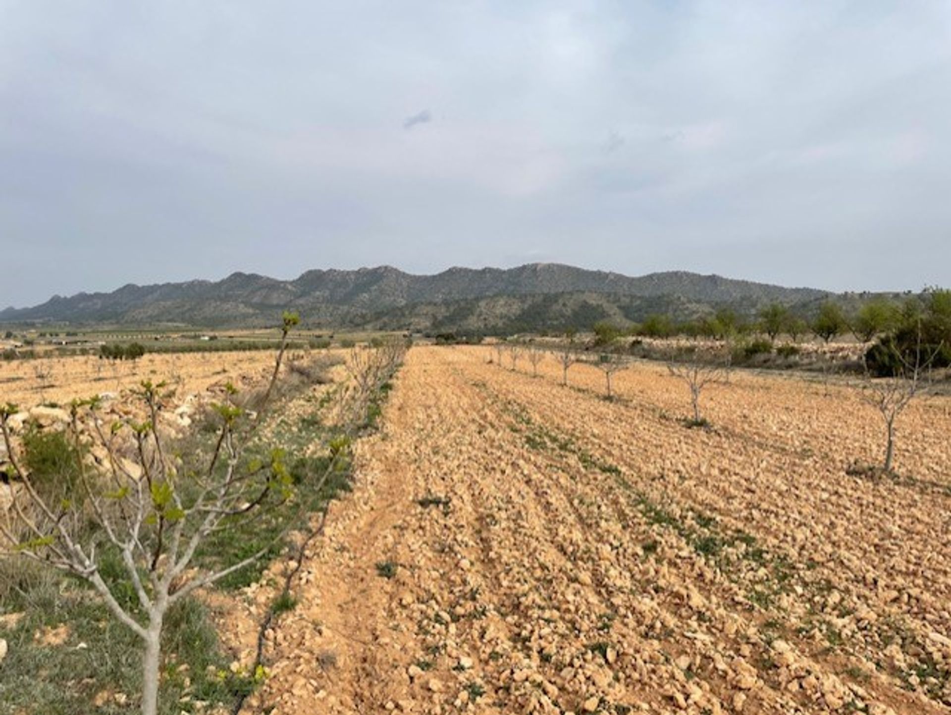 土地 在 Yecla, Región de Murcia 10725479