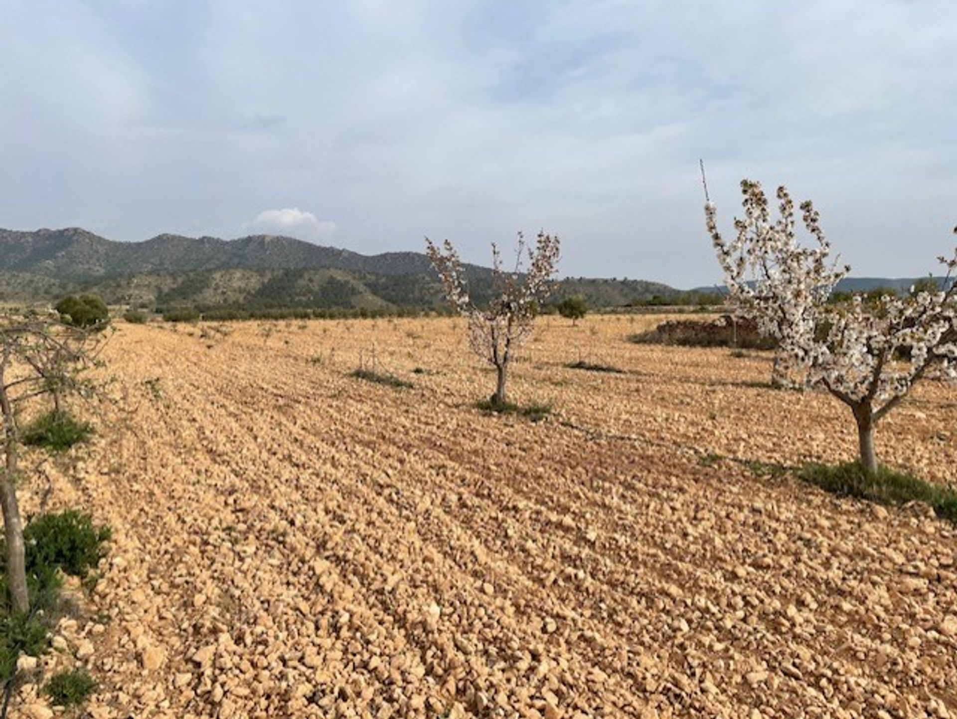 土地 在 Yecla, Región de Murcia 10725479