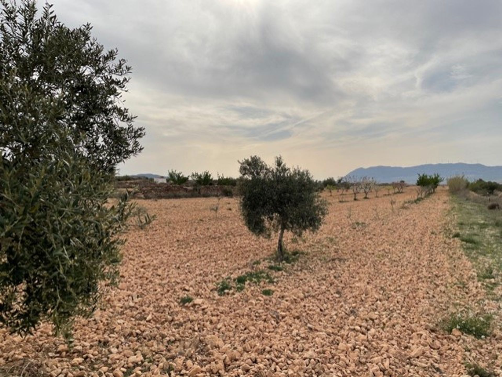 土地 在 Yecla, Región de Murcia 10725479