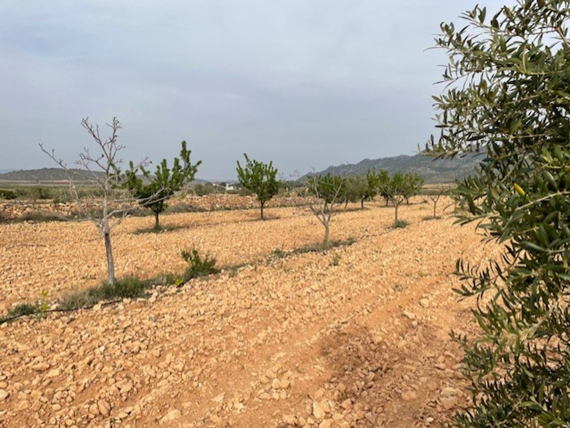 土地 在 Yecla, Región de Murcia 10725479