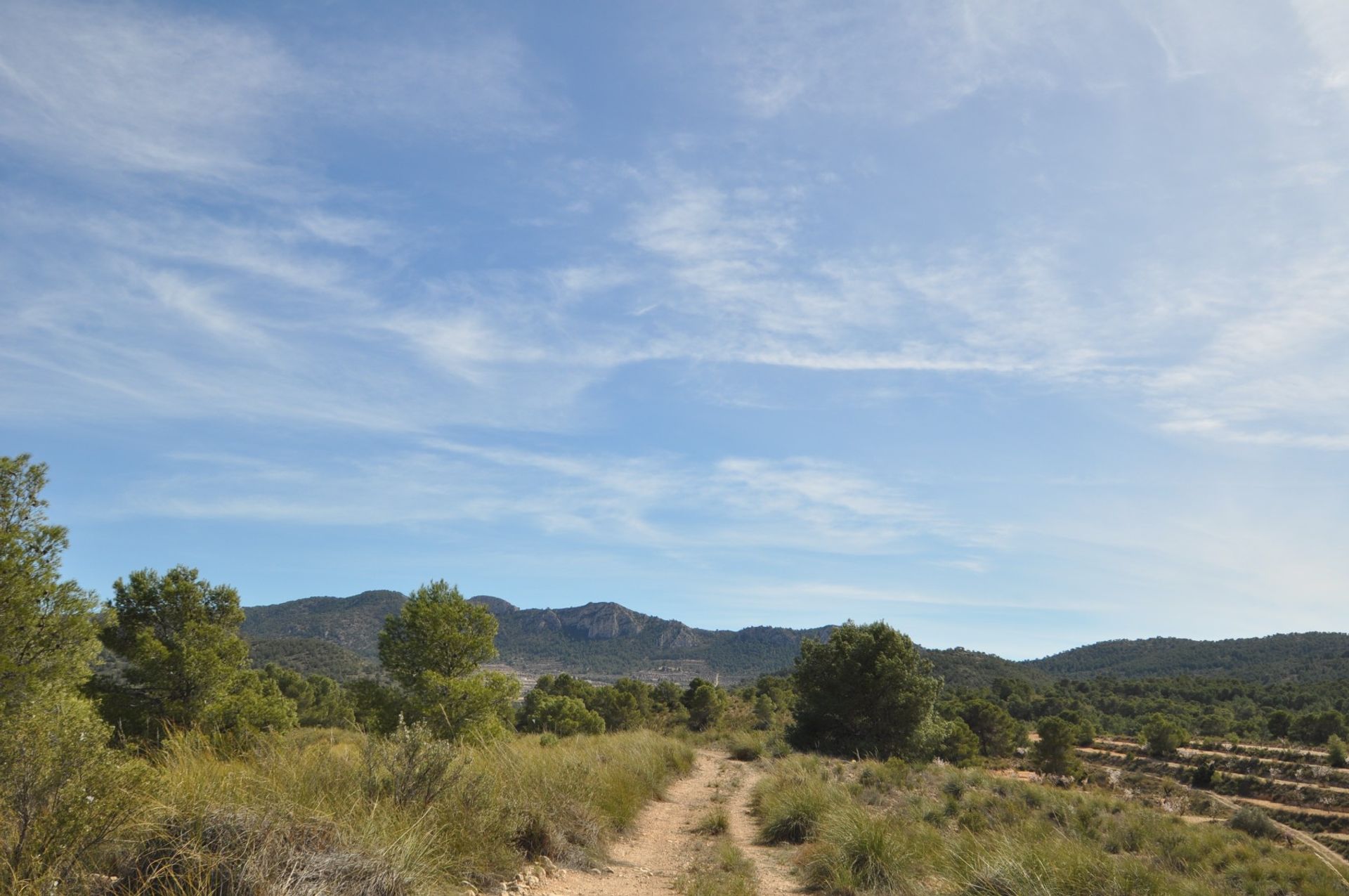 Tanah di Pinoso, Valencia 10725494