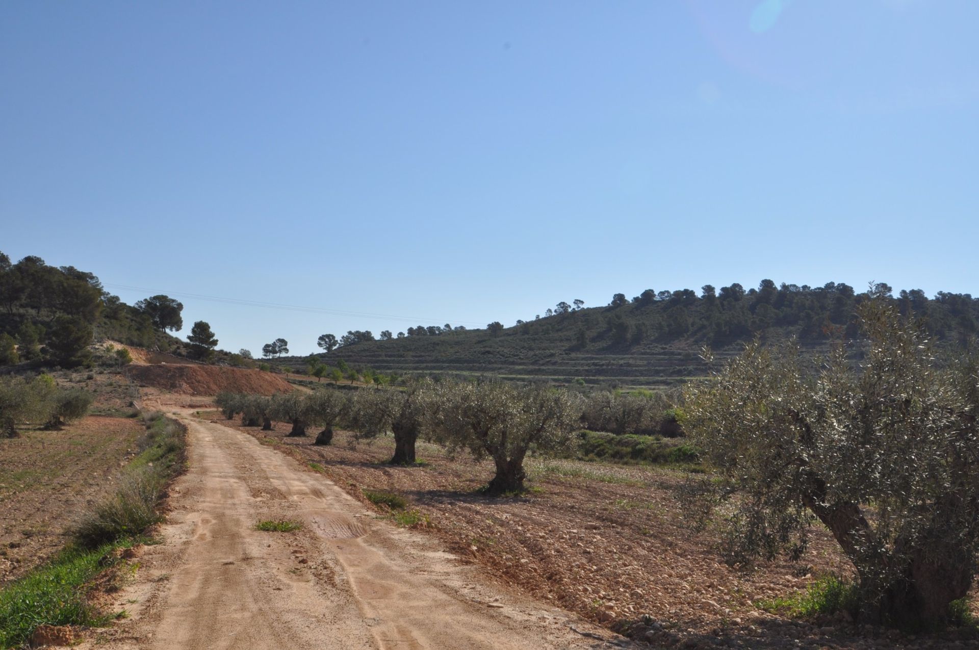 Terra no Pinoso, Valência 10725497