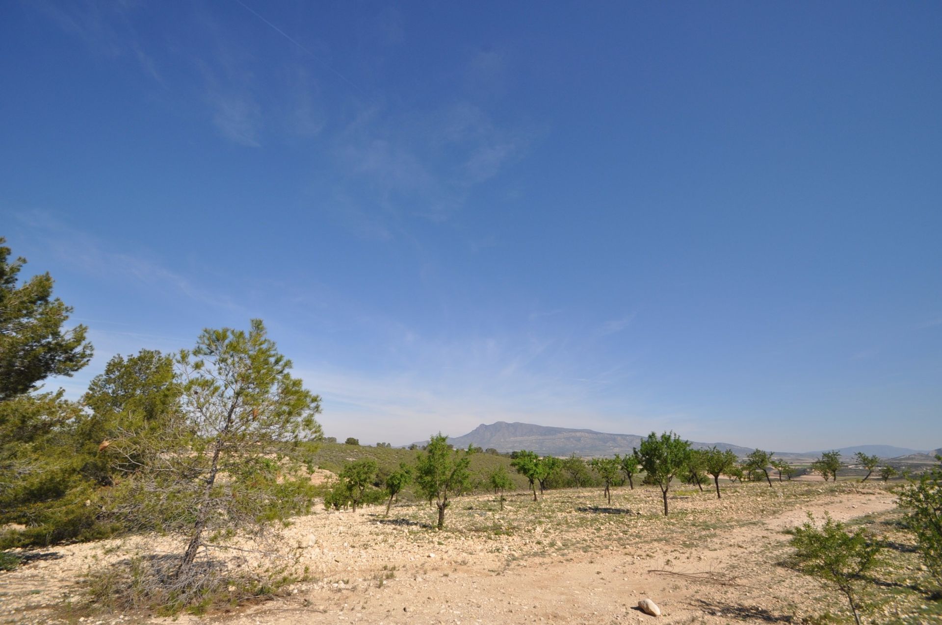 Land in Pinoso, Valencia 10725498