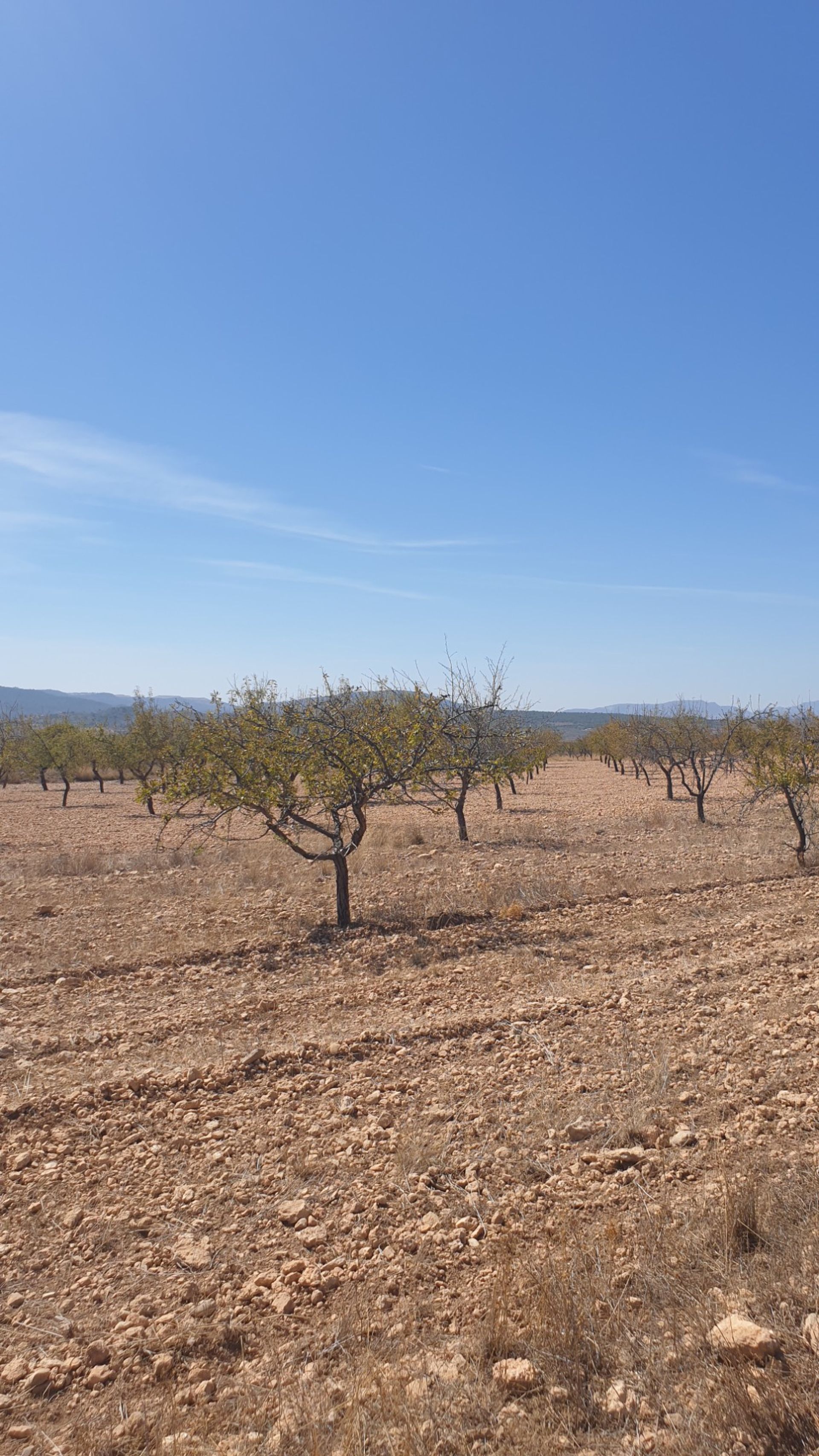 Γη σε Pinoso, Comunidad Valenciana 10725559