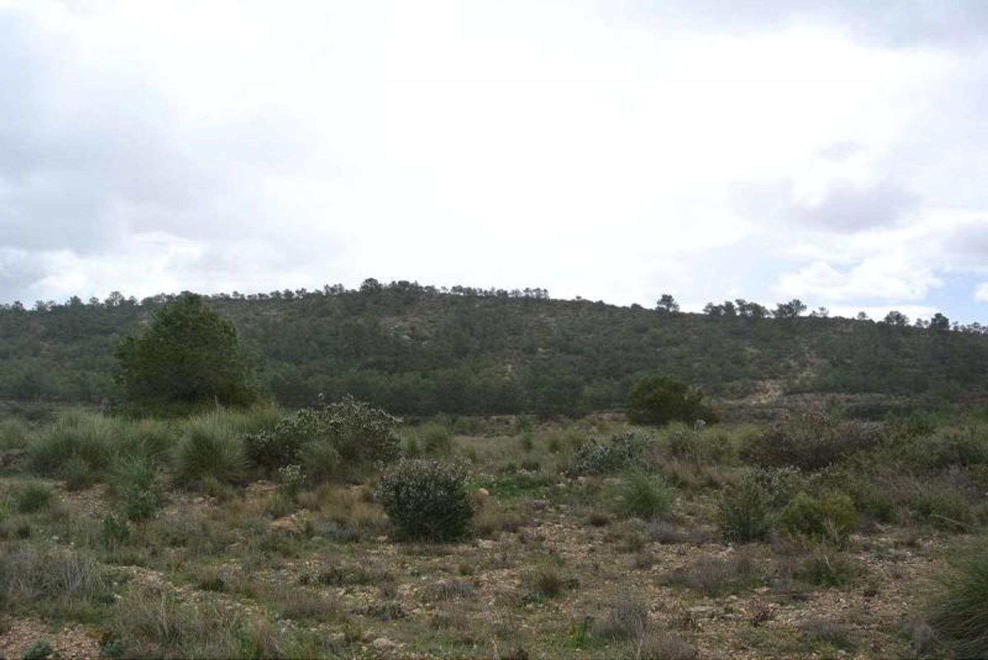 Terre dans Yecla, Región de Murcia 10725566