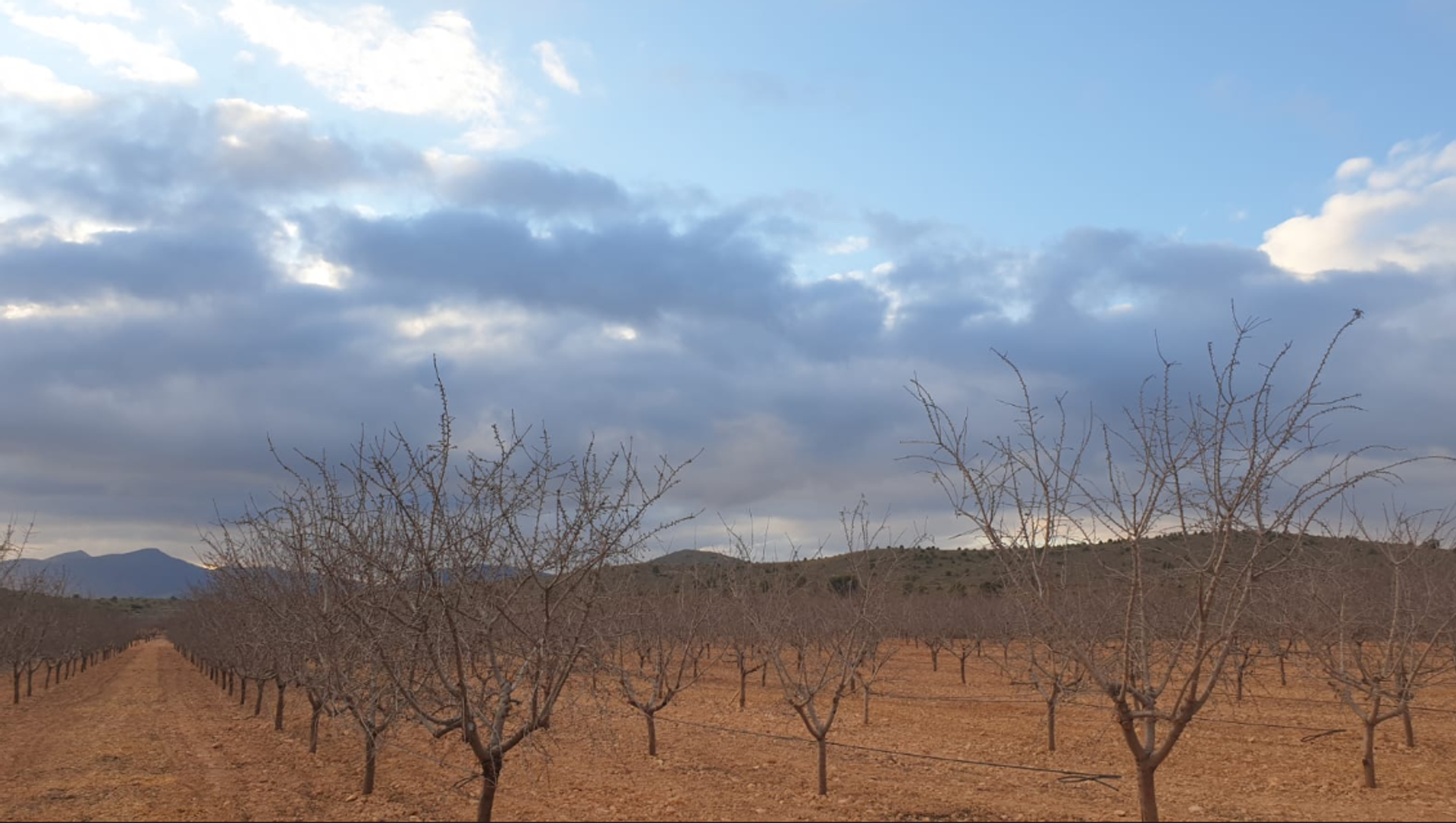 Tierra en pinoso, Valencia 10725666