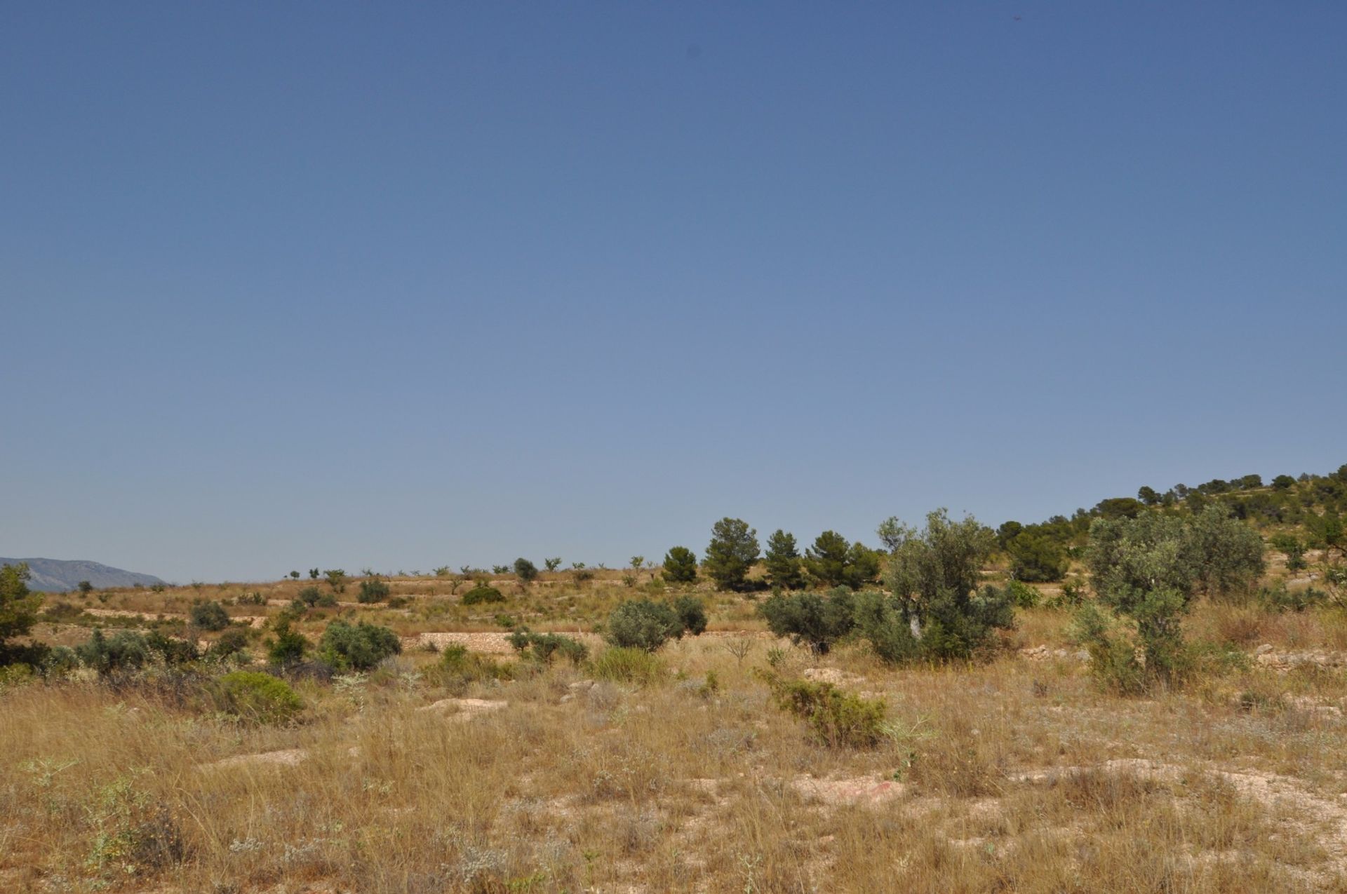 Land in Pinoso, Valencia 10725882