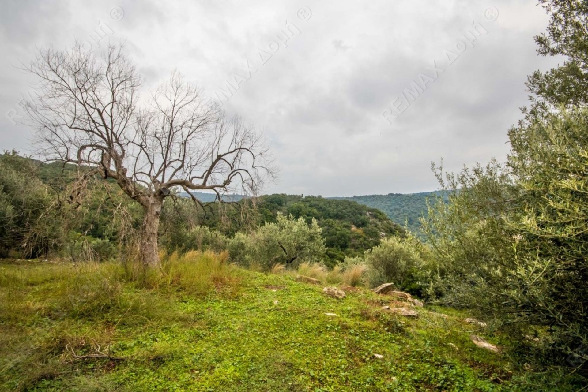 Land i Argalasti, Thessalia 10726872