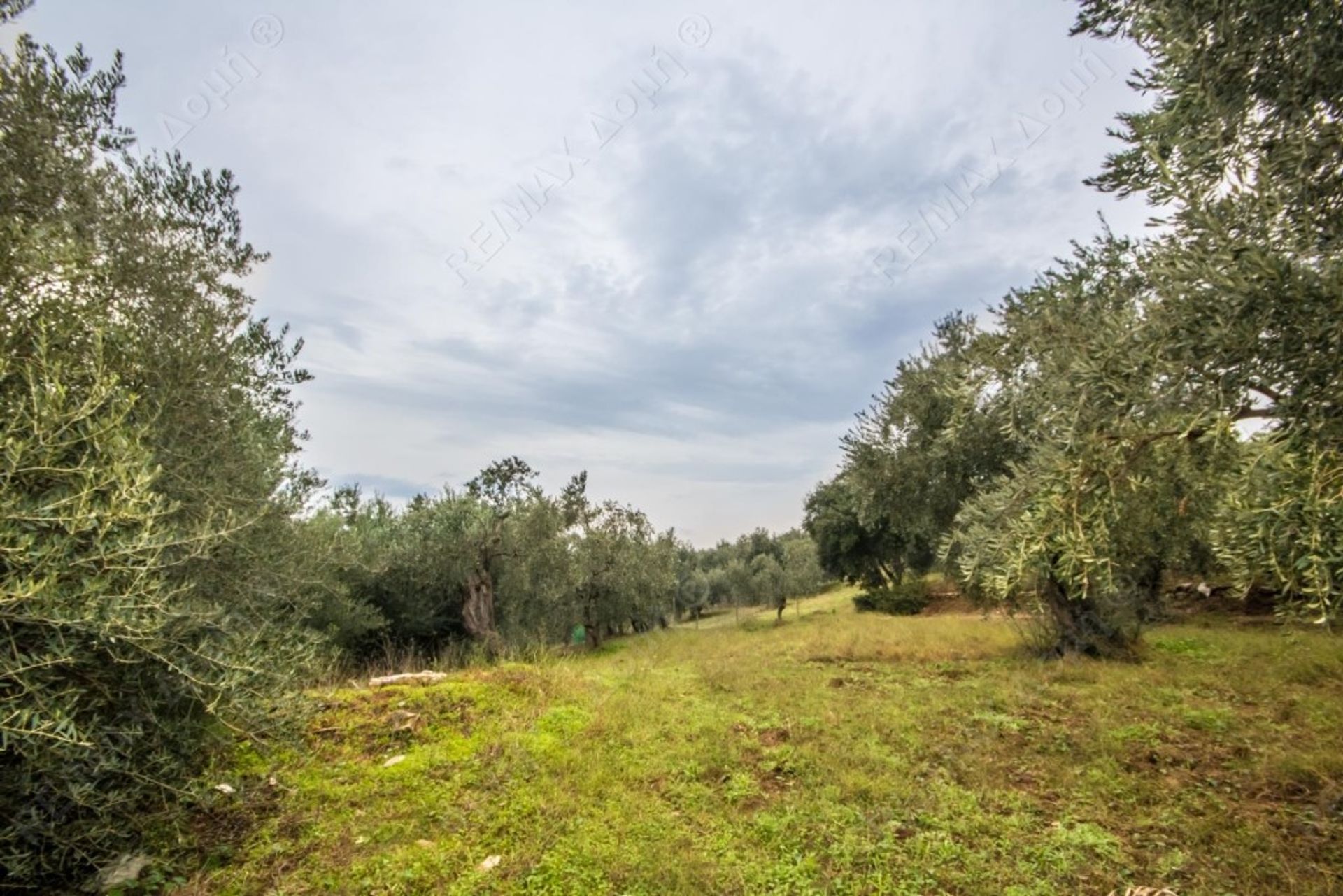 Land i Argalasti, Thessalia 10726872