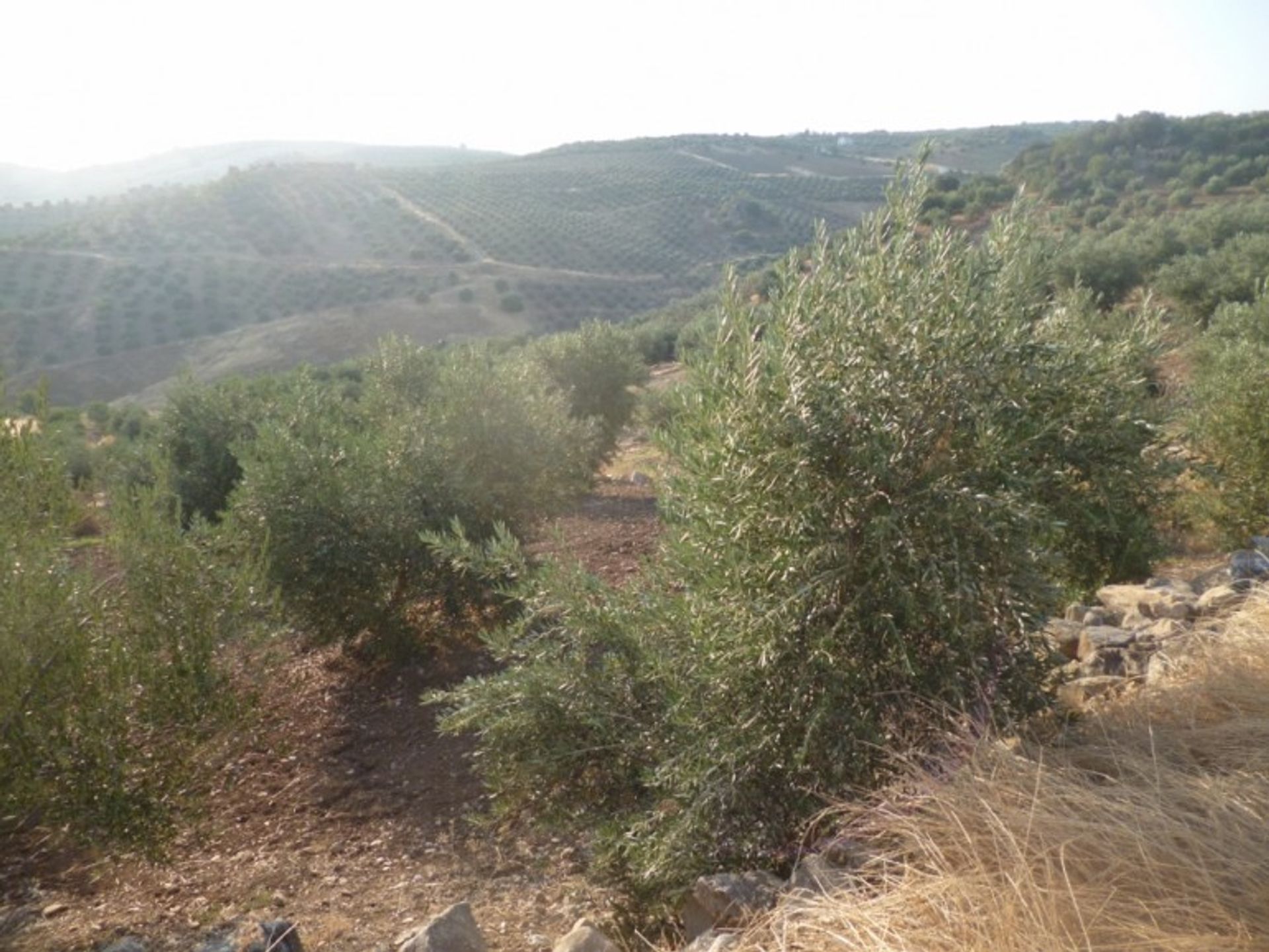 الأرض في Olvera, Andalucía 10728197