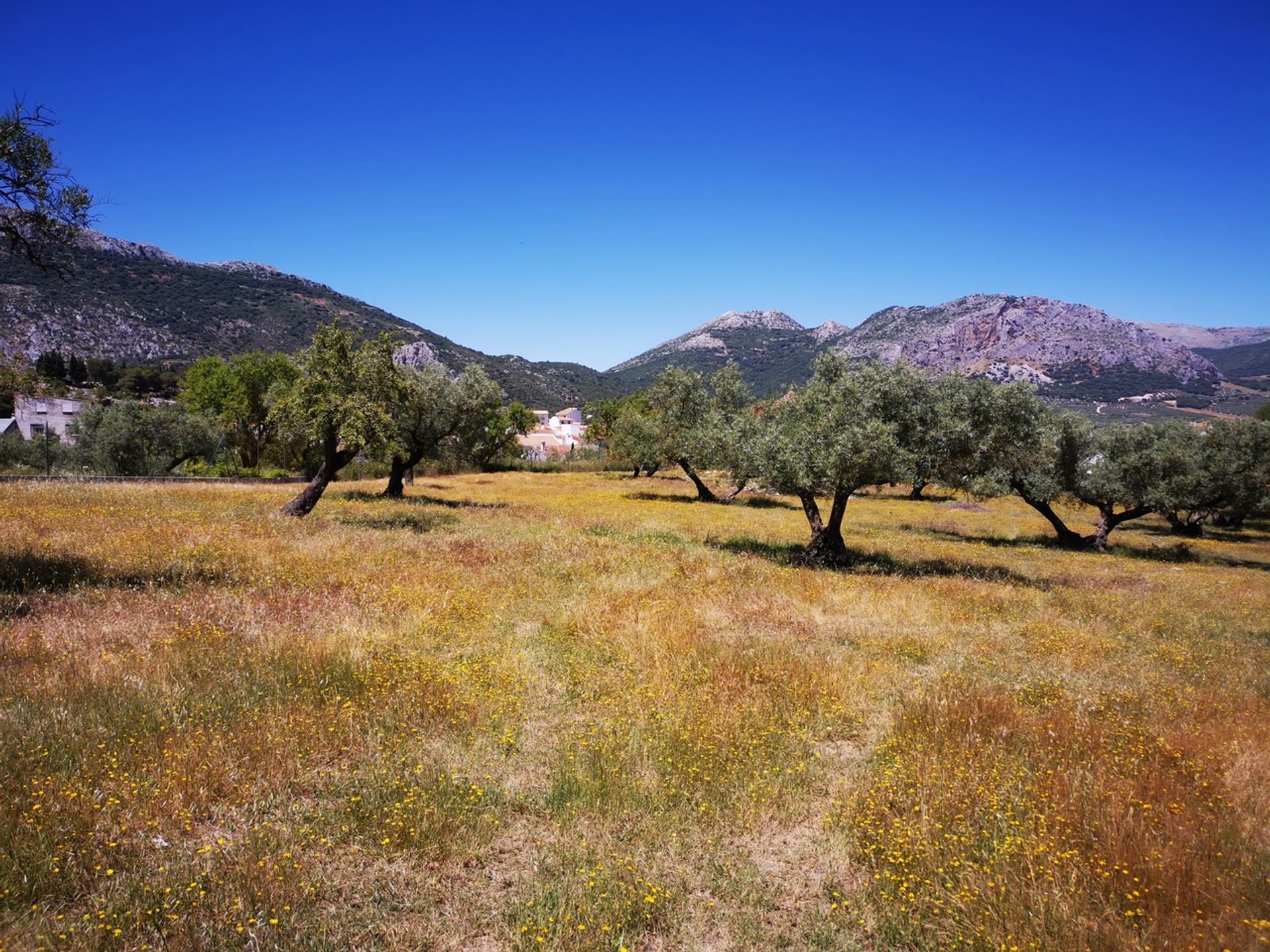 Земля в Periana, Andalucía 10729478