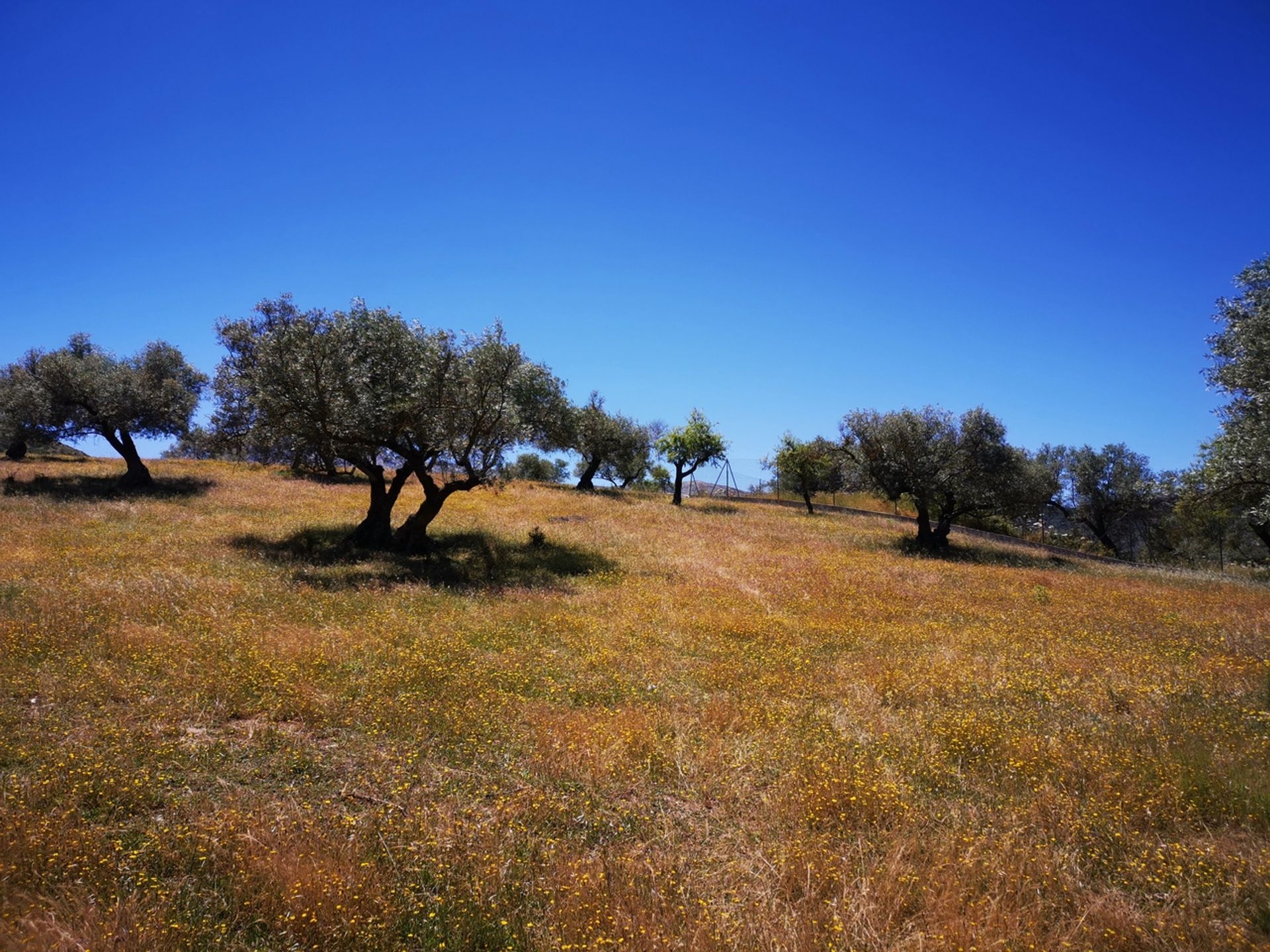 Земля в Periana, Andalucía 10729478