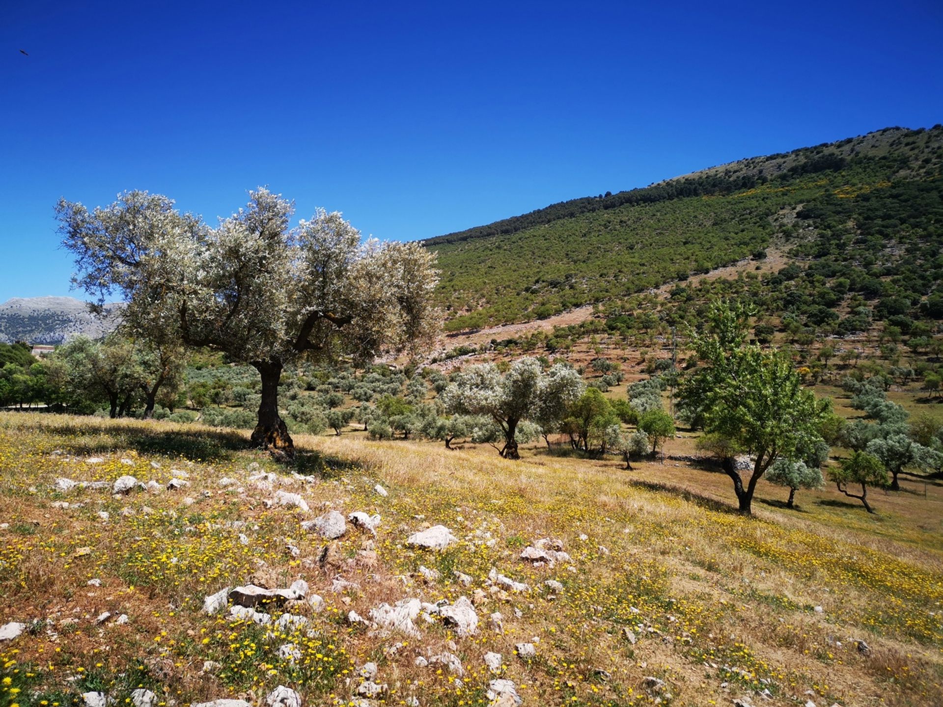 Земля в Periana, Andalucía 10729478