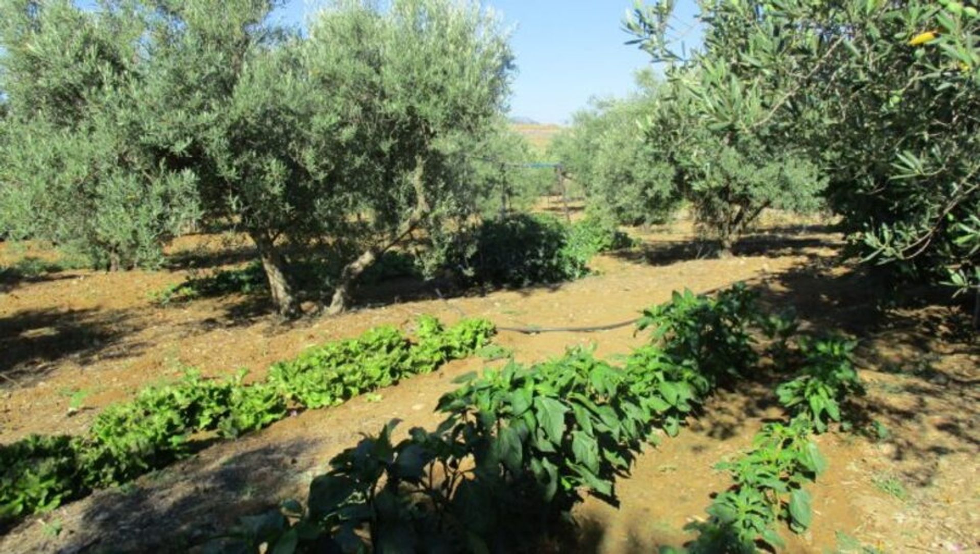 House in Álora, Andalucía 10729546