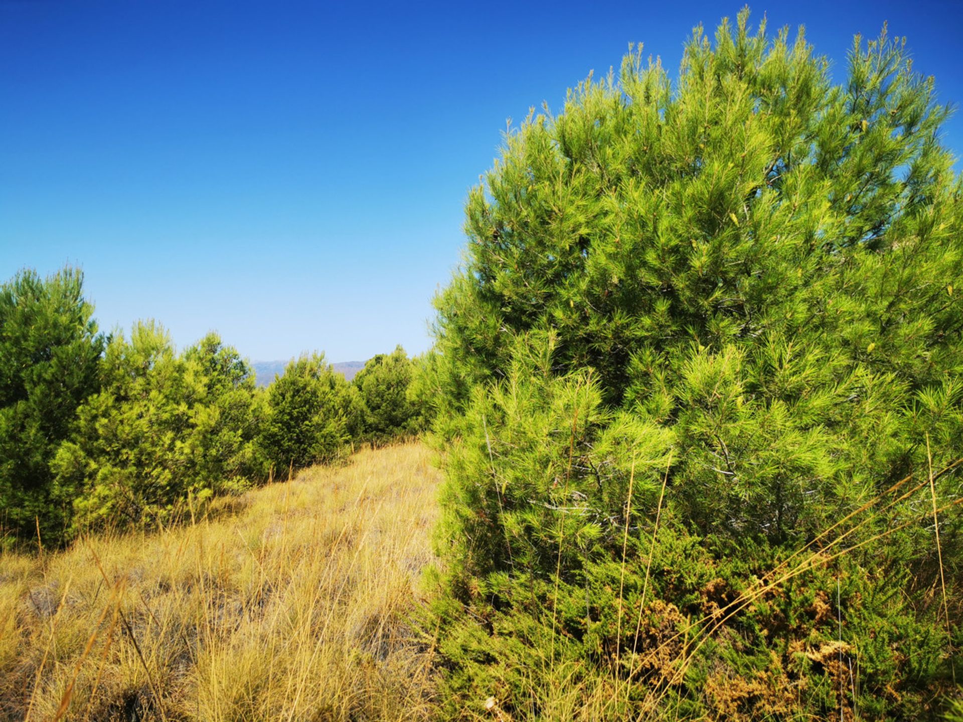 Tierra en mija, Andalucía 10730375