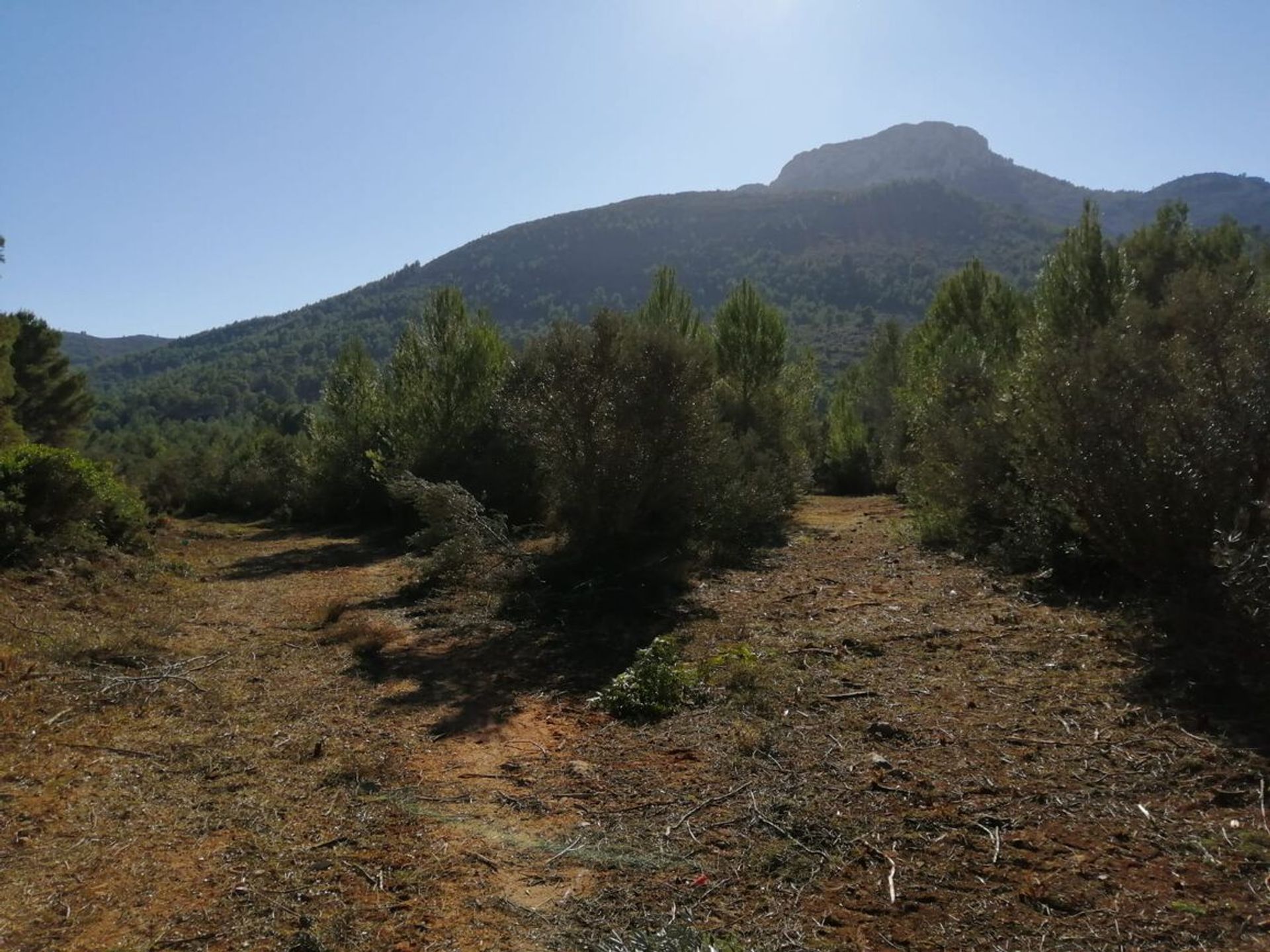 الأرض في Alcalalí, Comunidad Valenciana 10731966