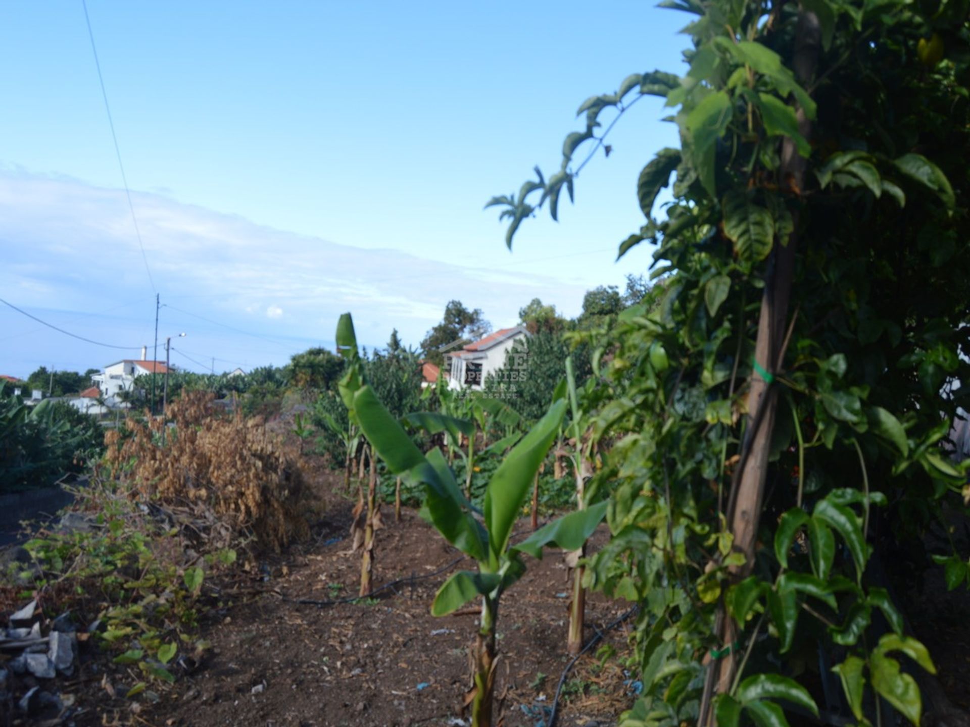 rumah dalam Achada de Cima, Madeira 10735442