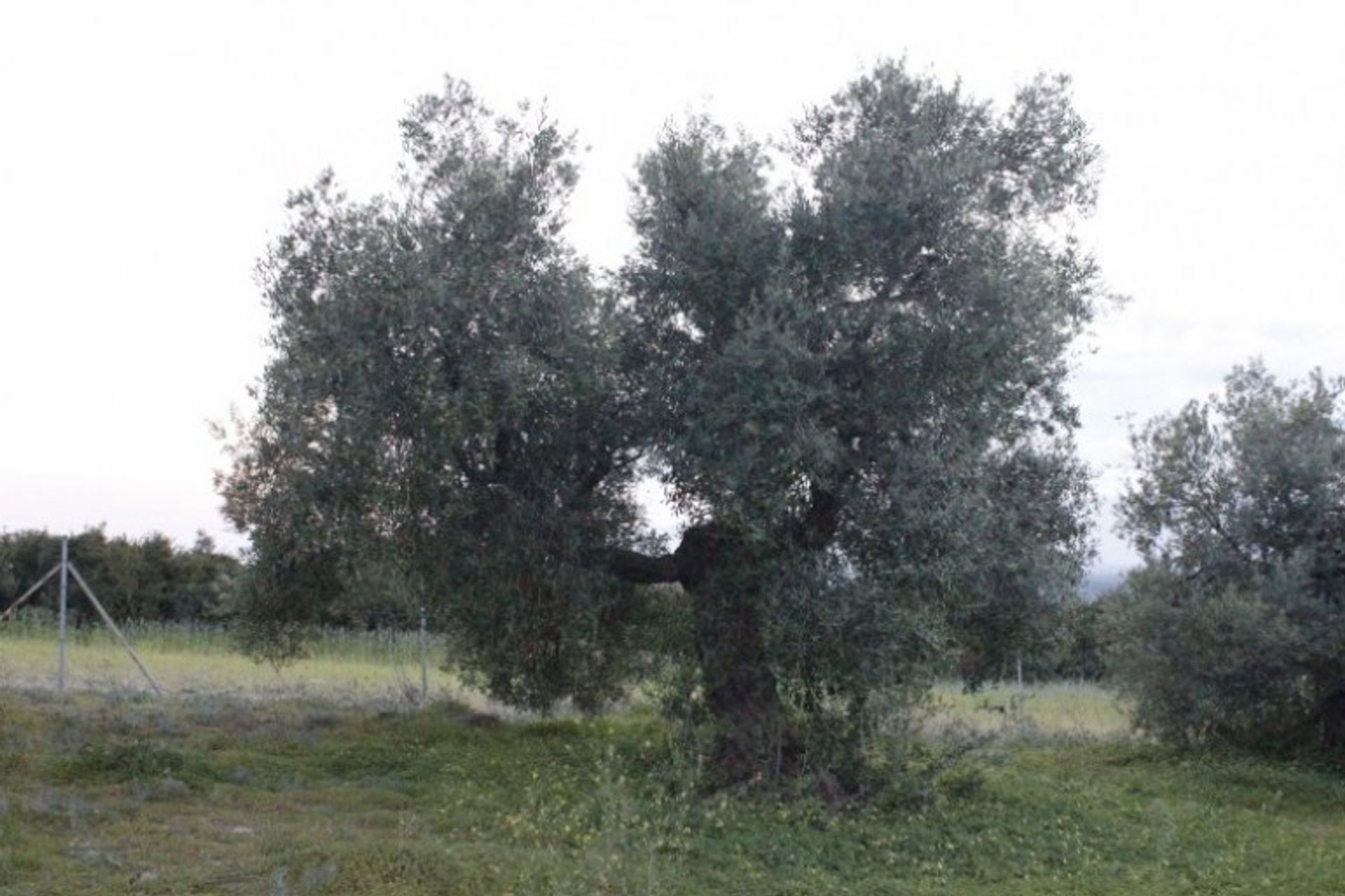 Land im Arcos de la Frontera, Andalucía 10735988