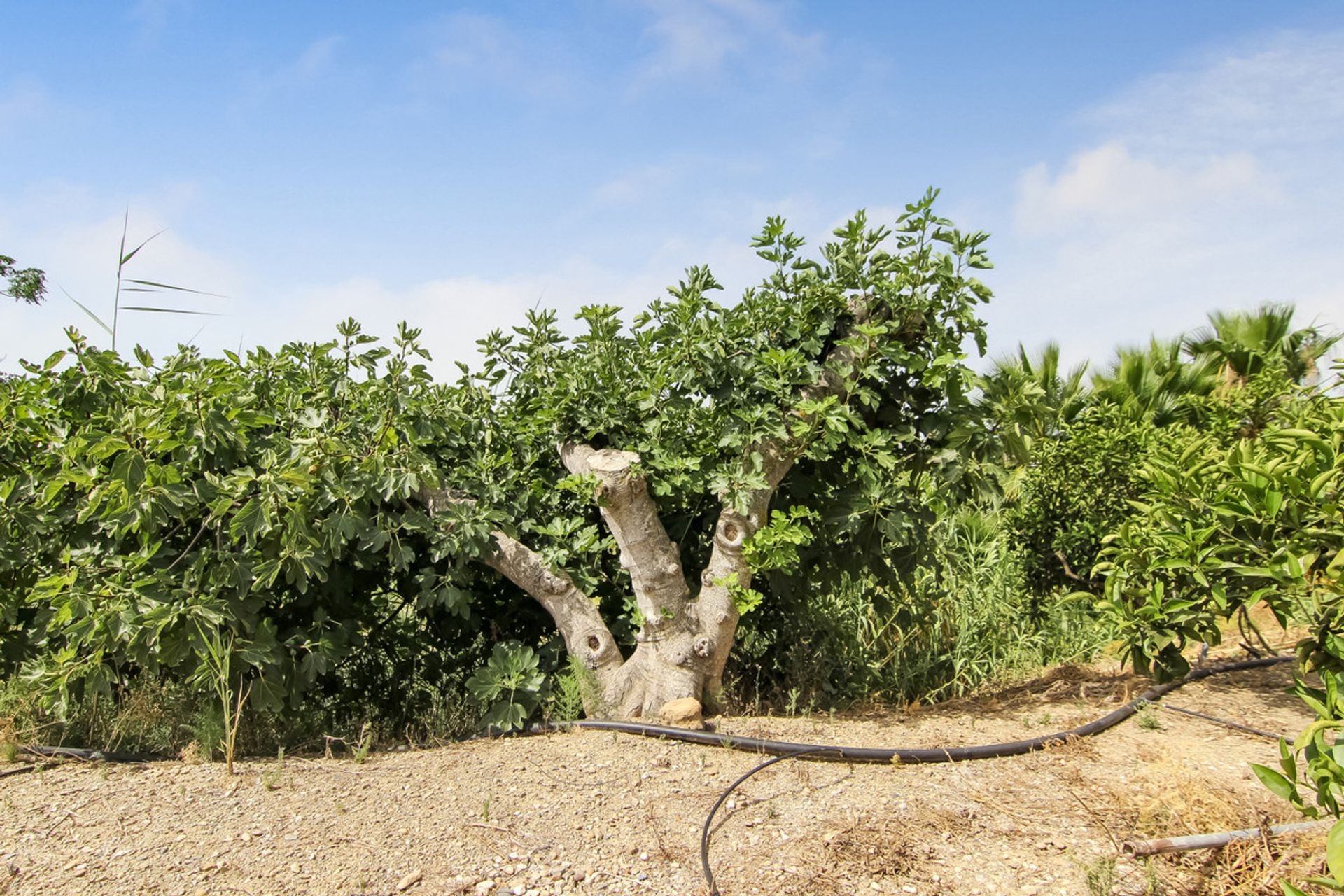 Будинок в Pizarra, Andalucía 10737128