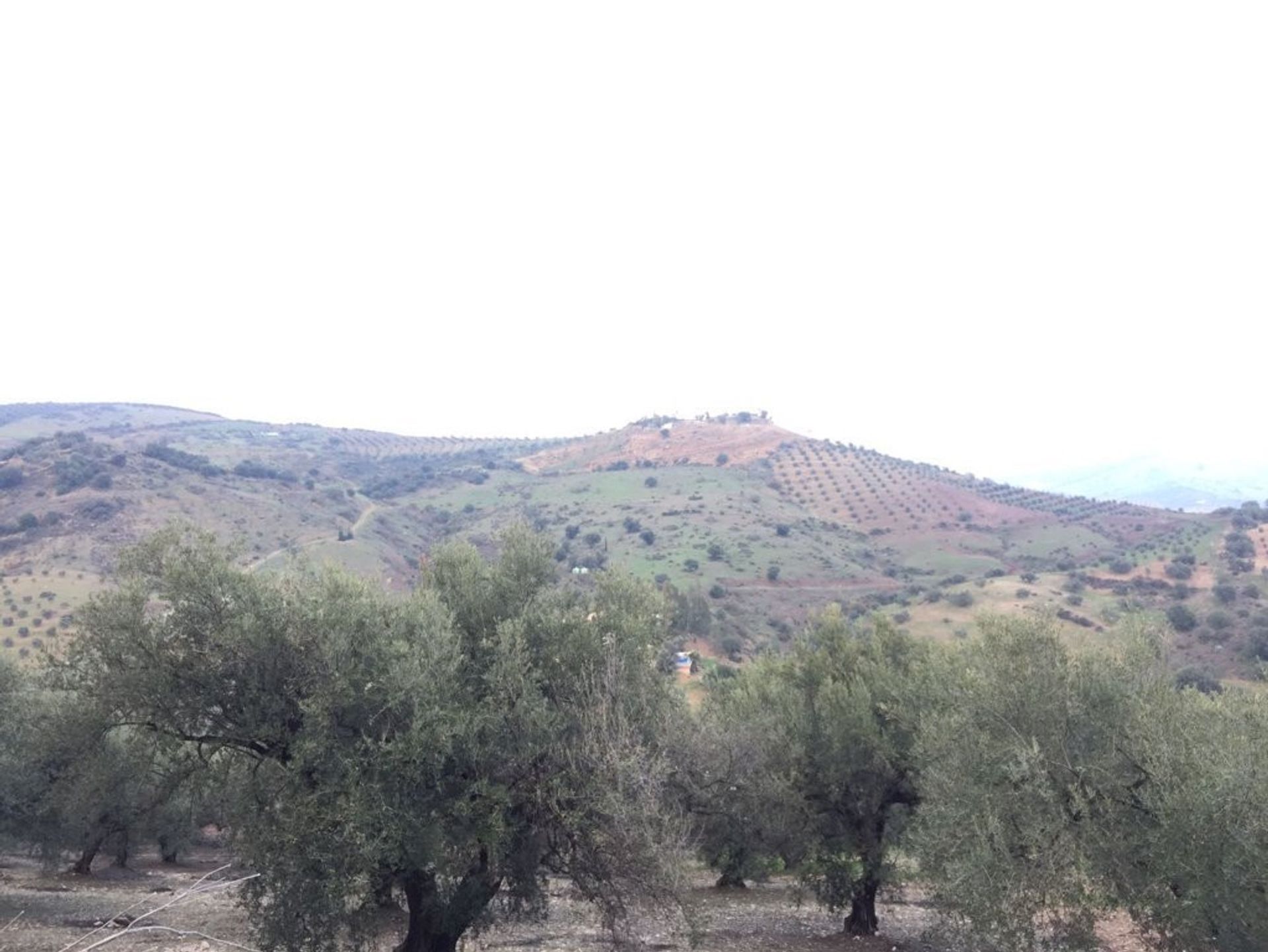 Tierra en Almáchar, Andalucía 10737684