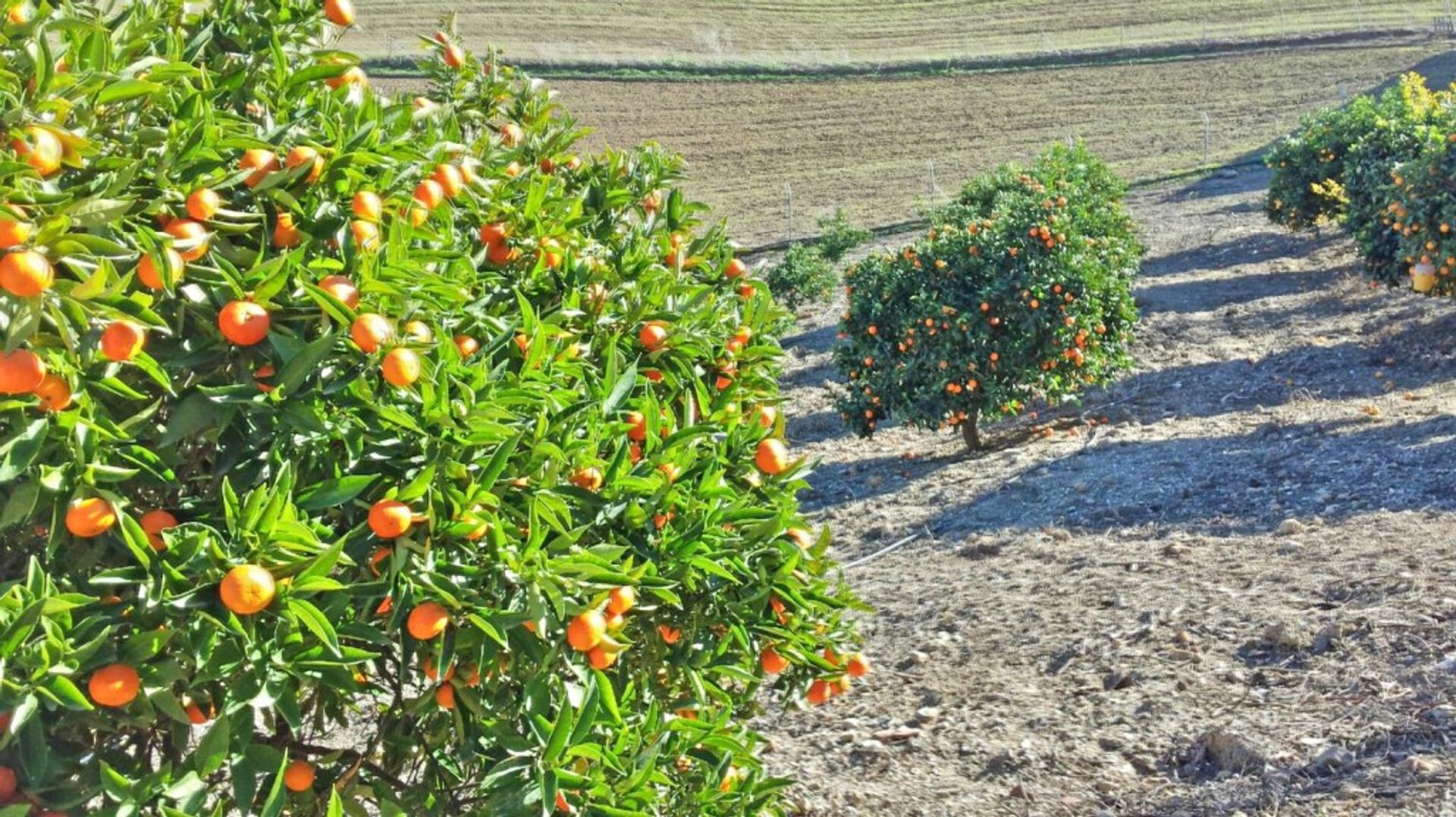 Talo sisään Casarabonela, Andalucía 10737811