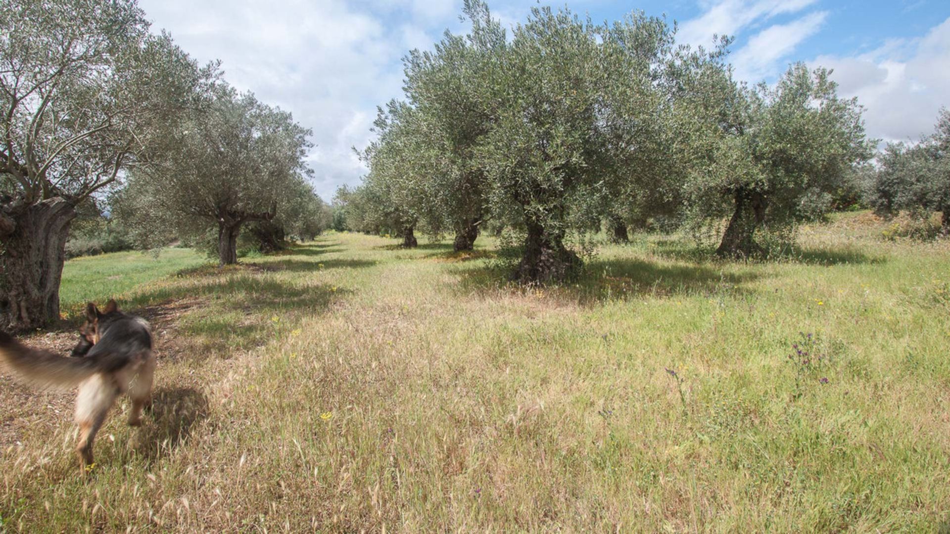 жилой дом в Coín, Andalucía 10738399