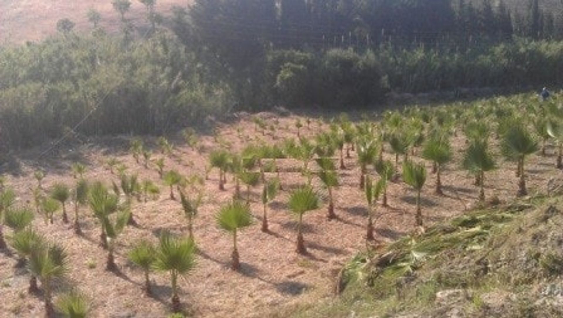 Tanah dalam Estepona, Andalucía 10739595