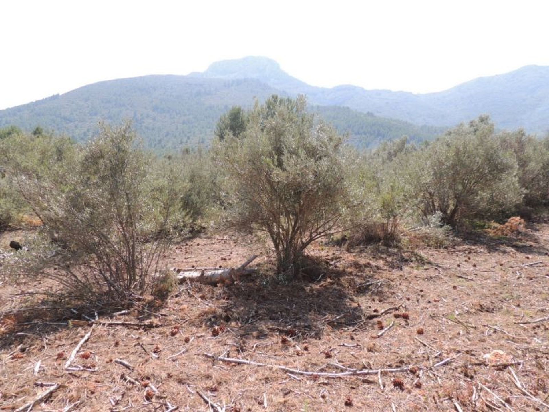 Land im Alcalalí, Comunidad Valenciana 10739656