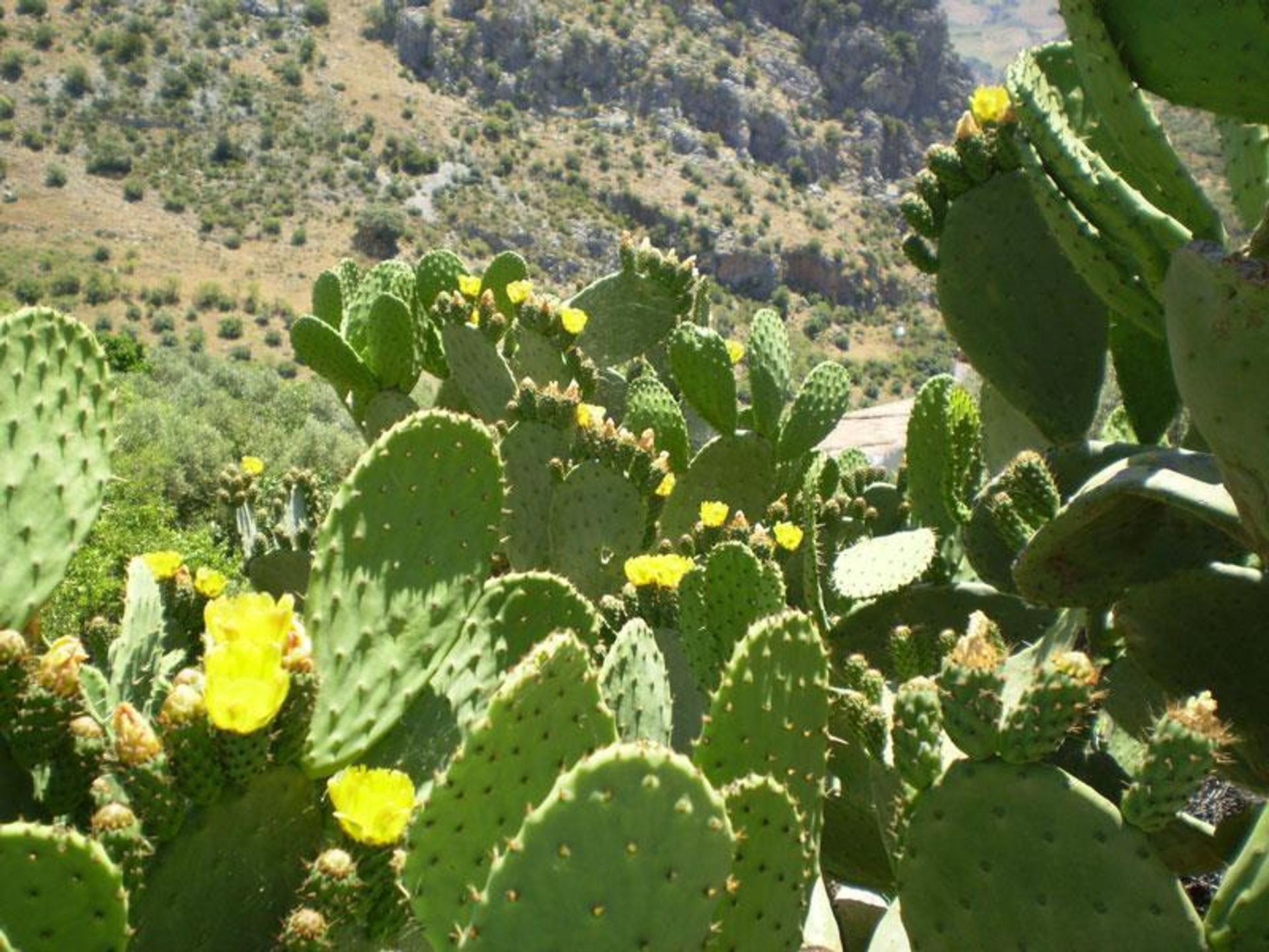 жилой дом в Montejaque, Andalucía 10740262