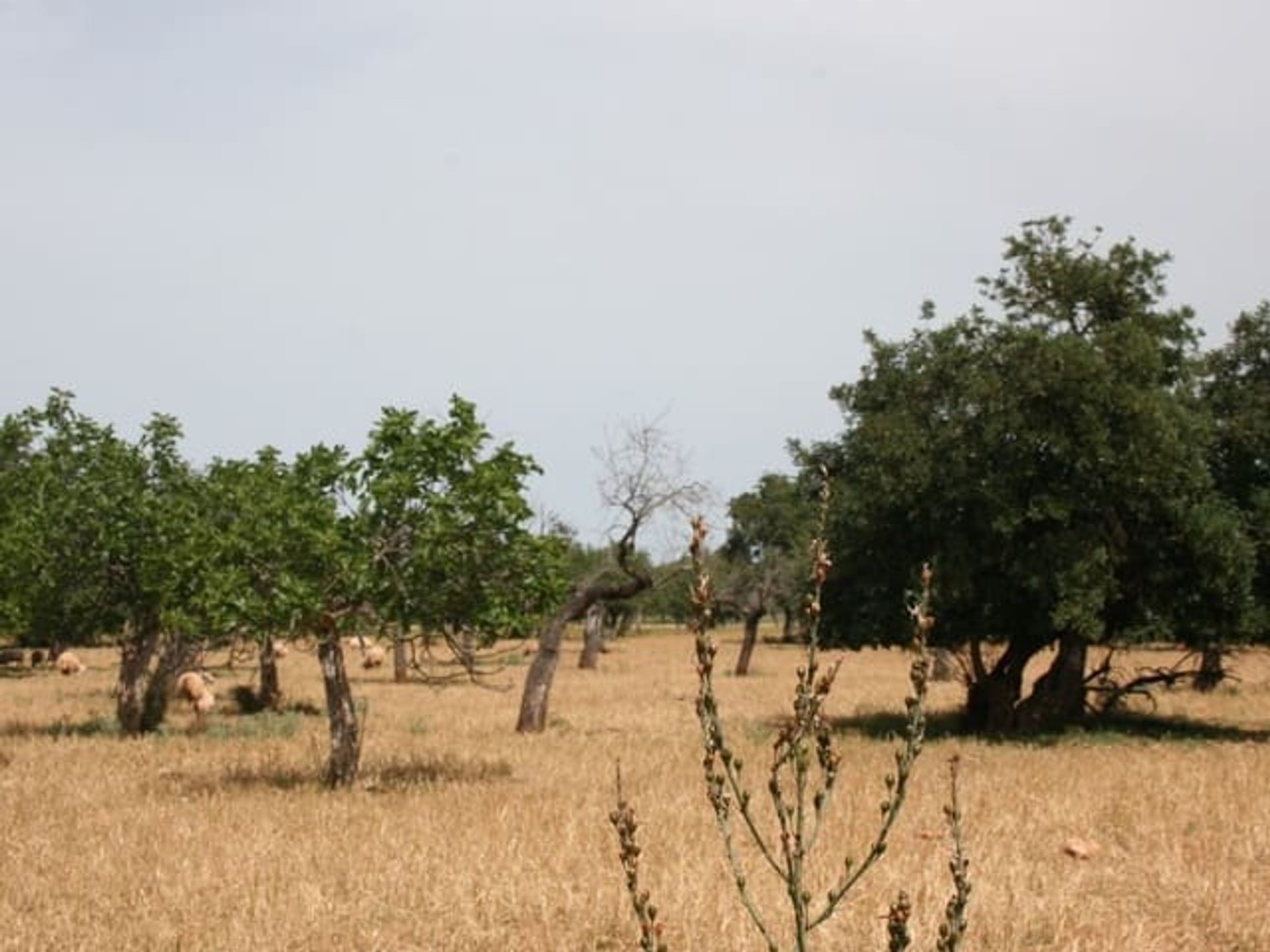 Tierra en Lloseta, Balearic Islands 10740865