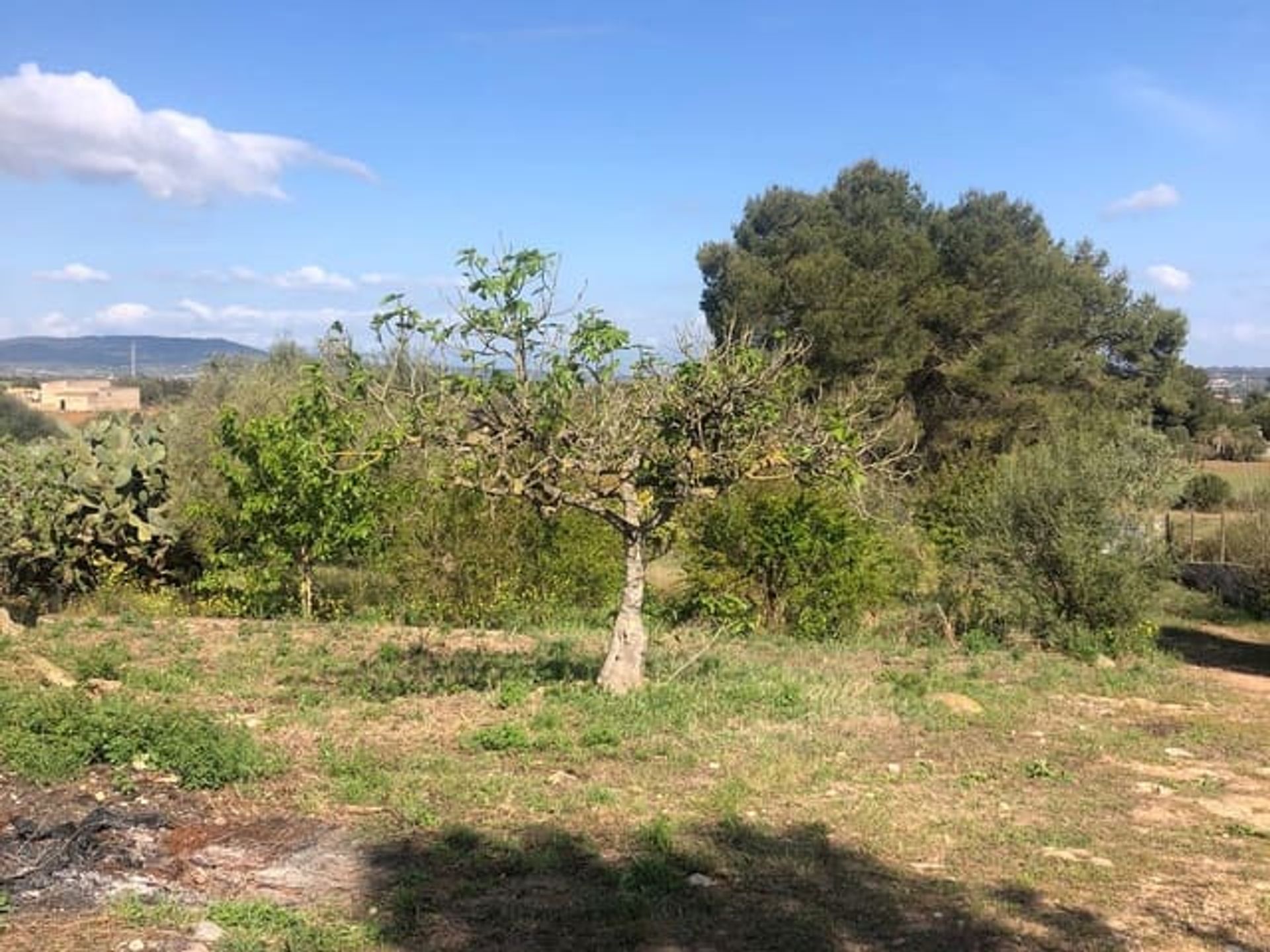 Land in Manacor, De Balearen 10740888