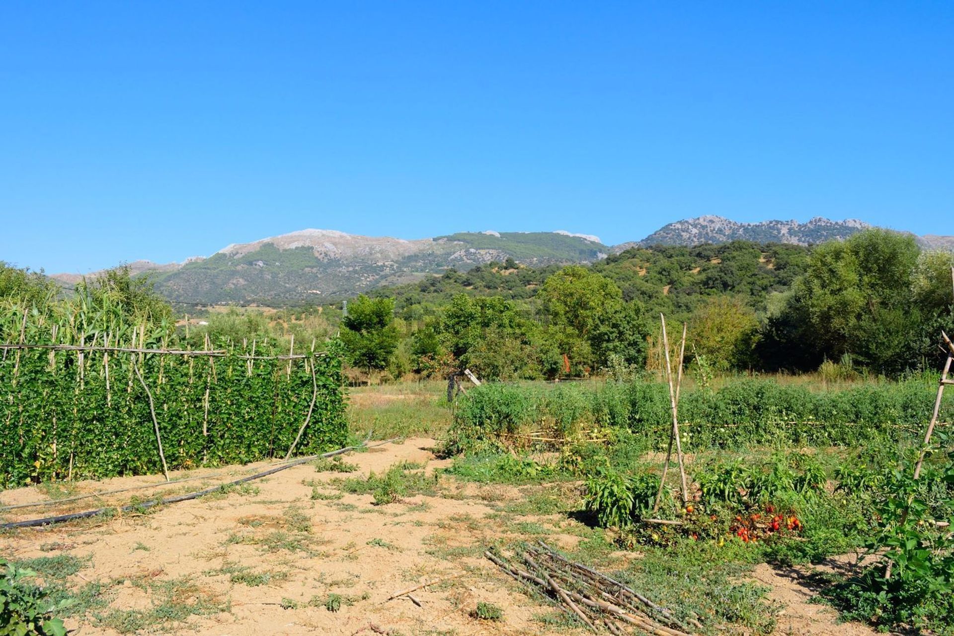 Casa nel Cortes de la Frontera, Andalucía 10741426