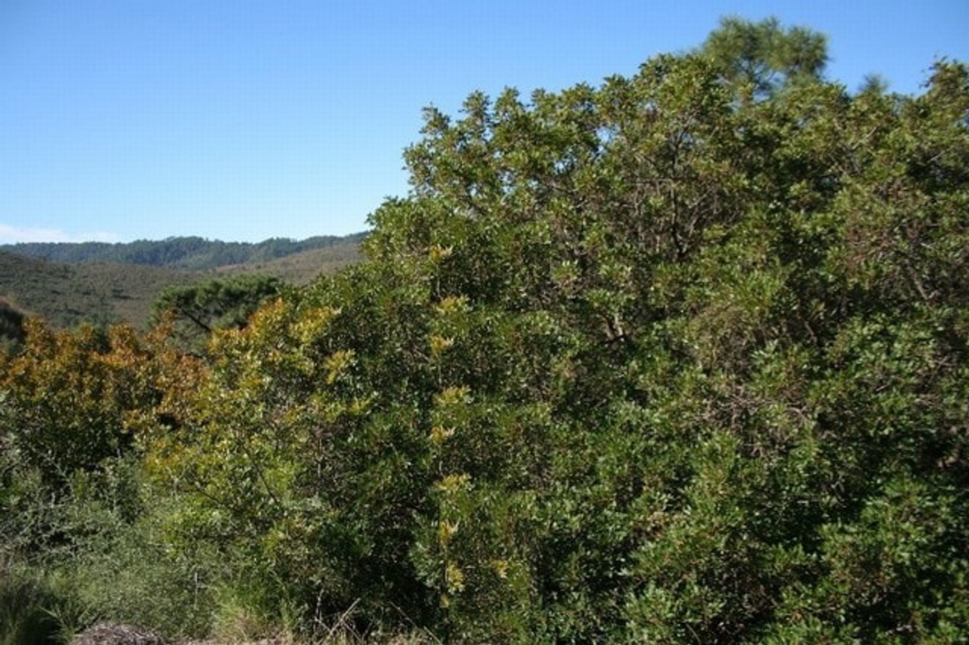 Tierra en Benahavís, Andalucía 10743045