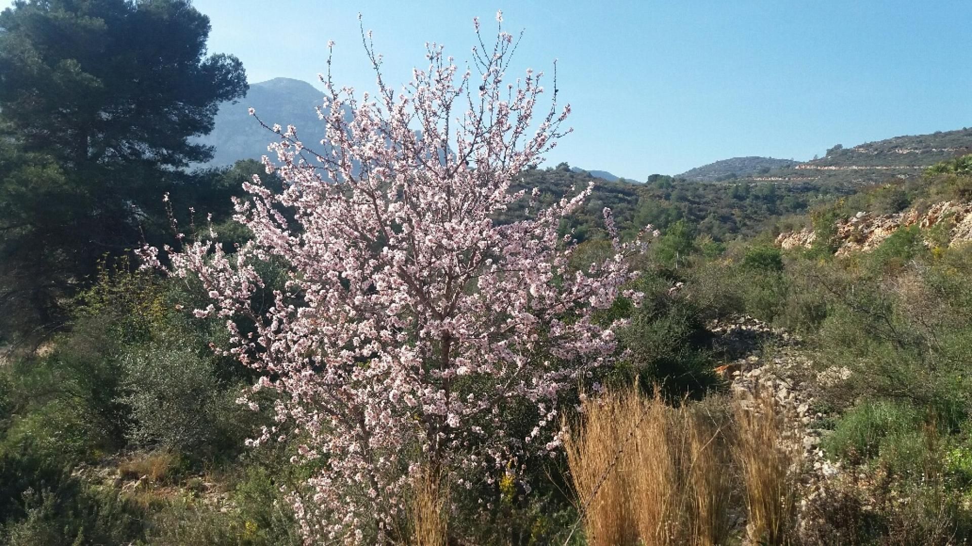 Tierra en Pedreguer, Comunidad Valenciana 10743931