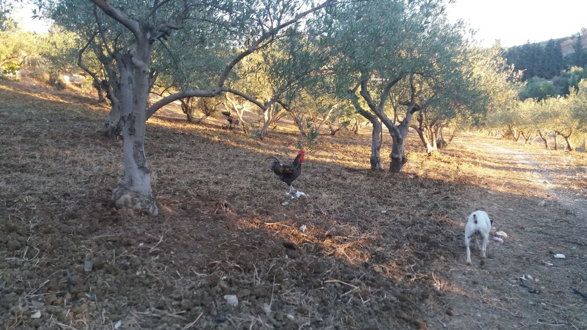 σπίτι σε Coín, Andalucía 10744757