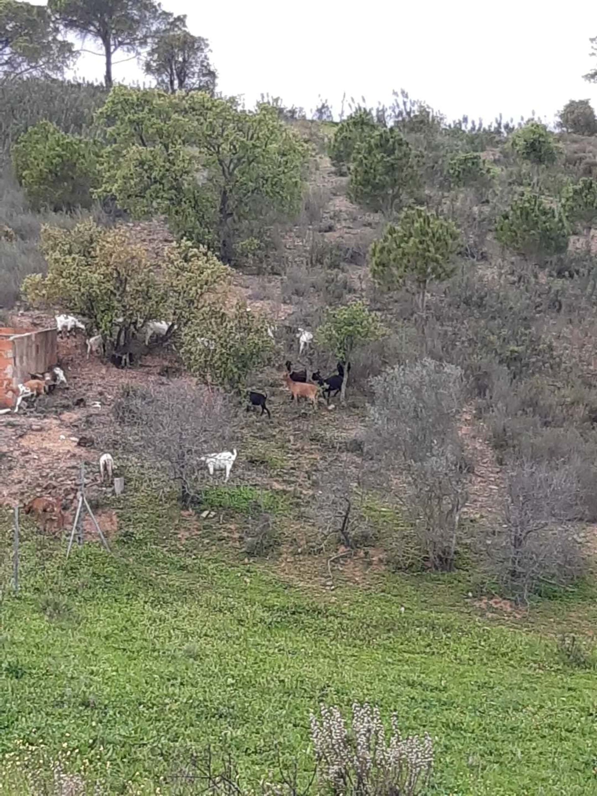 ארץ ב , Faro District 10745370